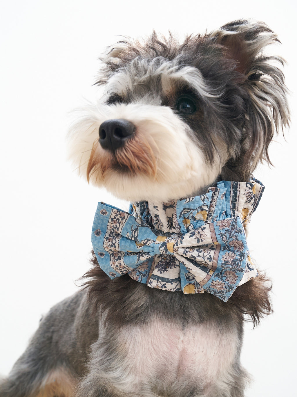 Grey dog wearing the Nature's Verse Bow Neckpiece in Limoncello.