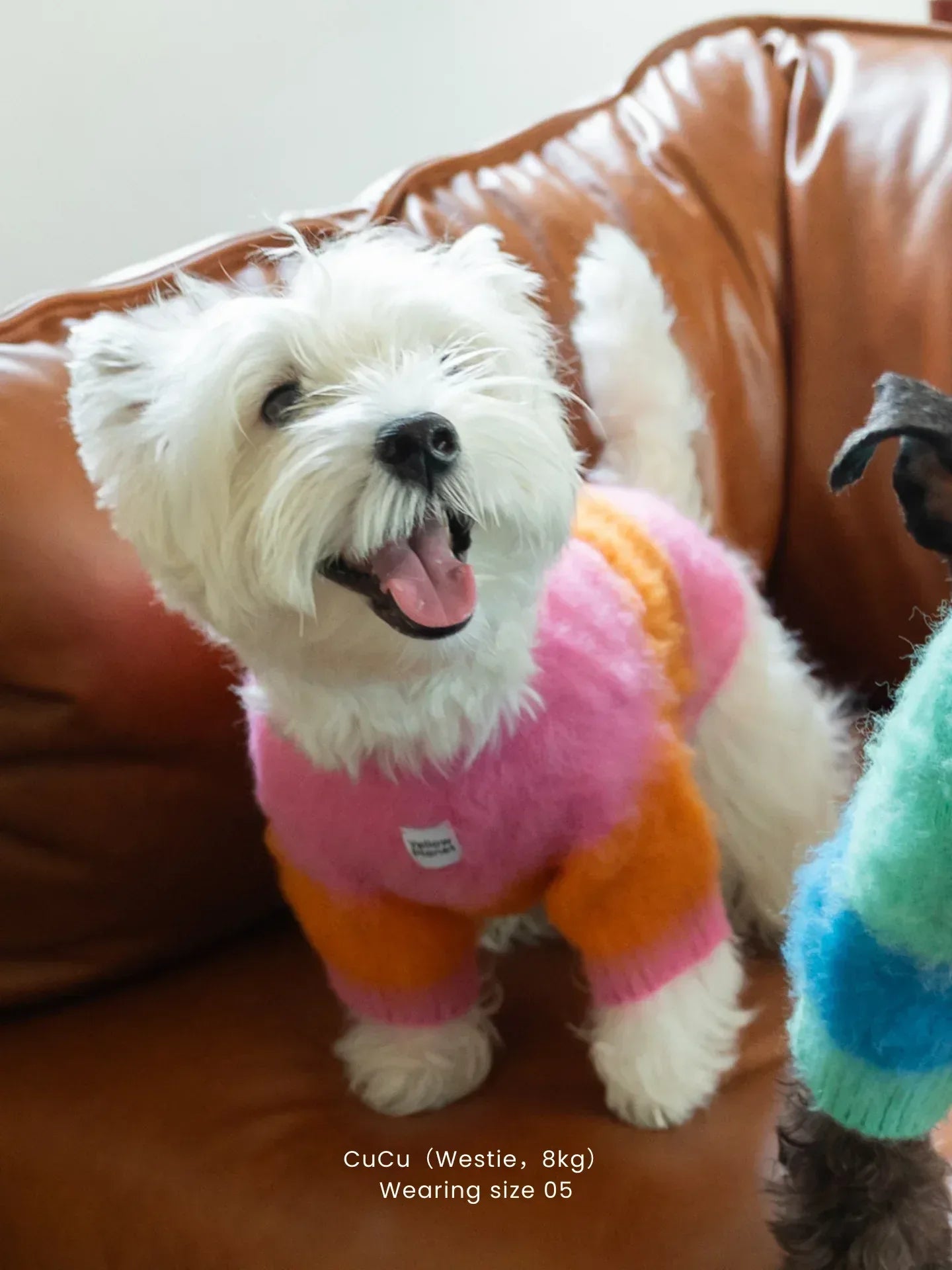 A happy West Highland White Terrier sitting on a leather sofa wearing the Pink-Orange Fuwa Fuwa sweater.