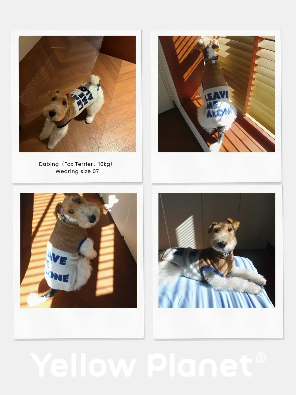 A photo collage of a Fox Terrier named Dabing wearing the "Leave Me Alone" beige gray alpaca wool pet knit vest in different poses.