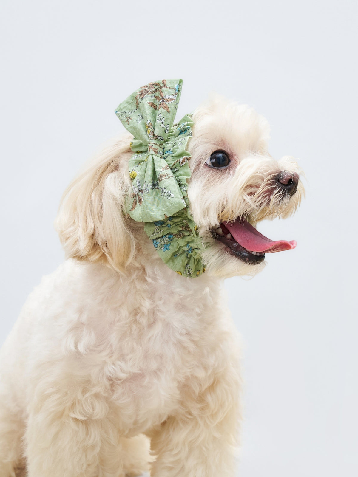 Side view of a light-colored dog wearing the Nature's Verse Bow Neckpiece in Forest Green.