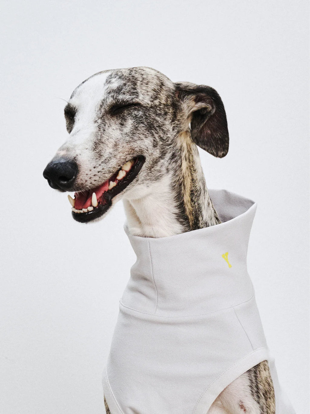 Close-up of a Whippet wearing the L.Gray UV protection quick-dry vest, showing the high collar and comfortable fit.