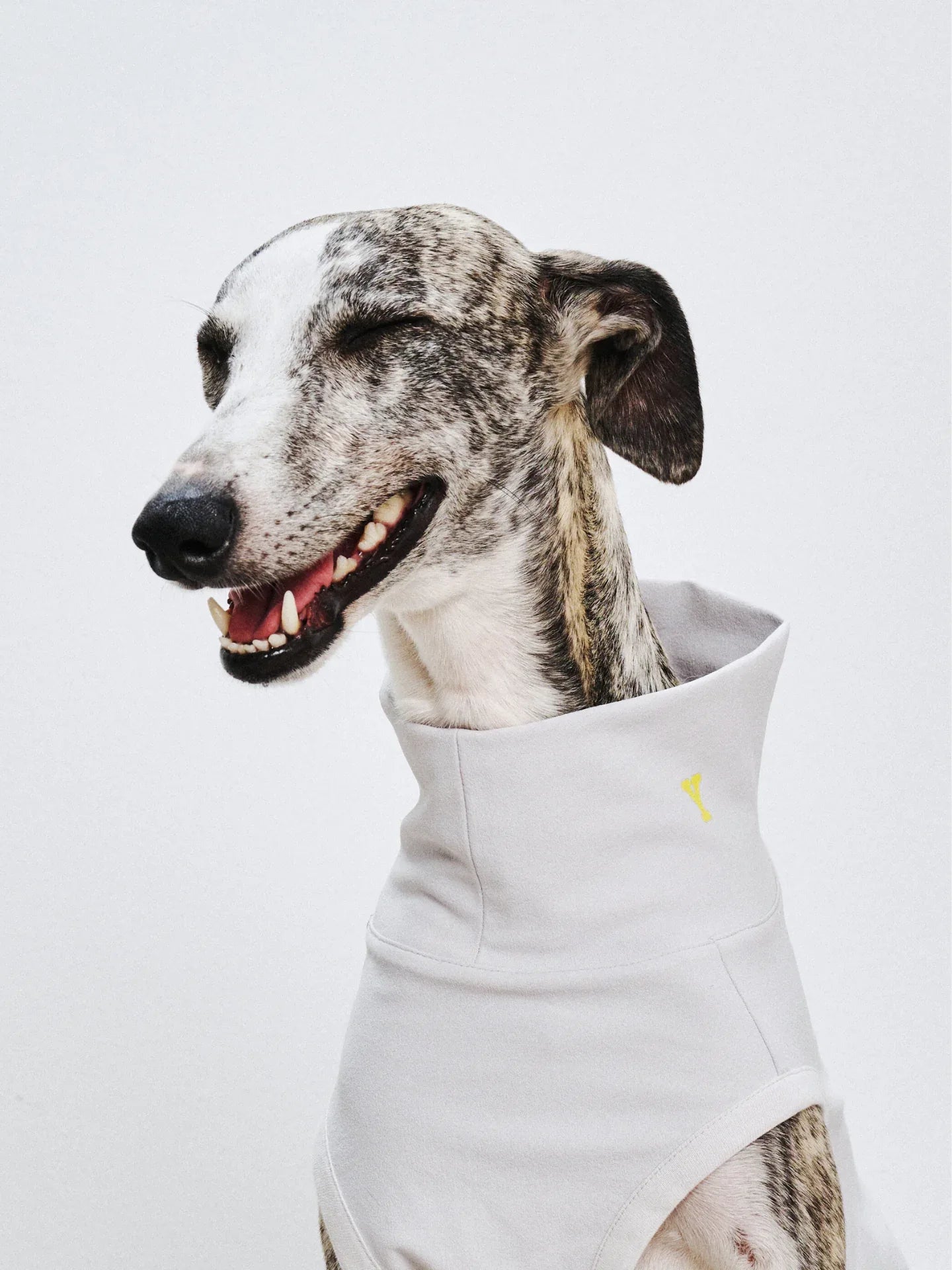 Close-up of a Whippet wearing the L.Gray UV protection quick-dry vest, showing the high collar and comfortable fit.