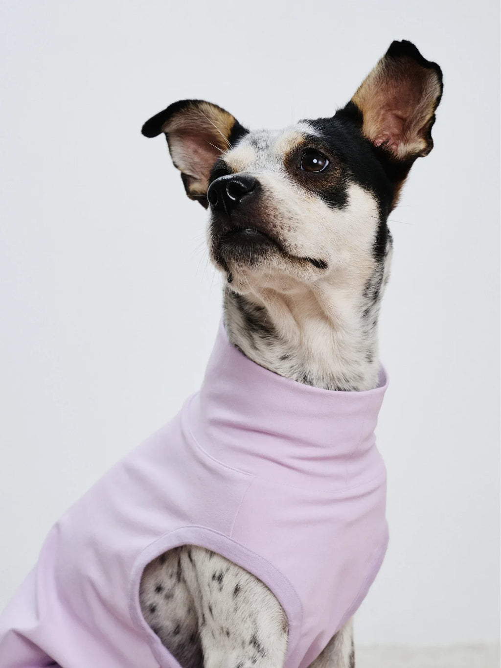 Close-up of a dog wearing the Light Purple UV protection vest, showing the protective high-neck design.