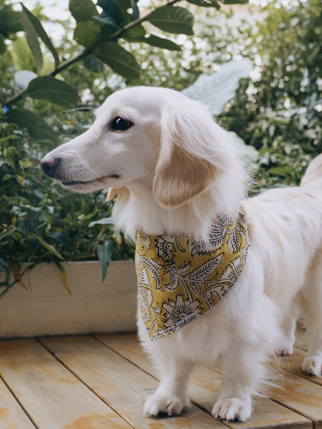 White dachshund wearing a Local Remix Series block print Indian cotton bandana, front view
