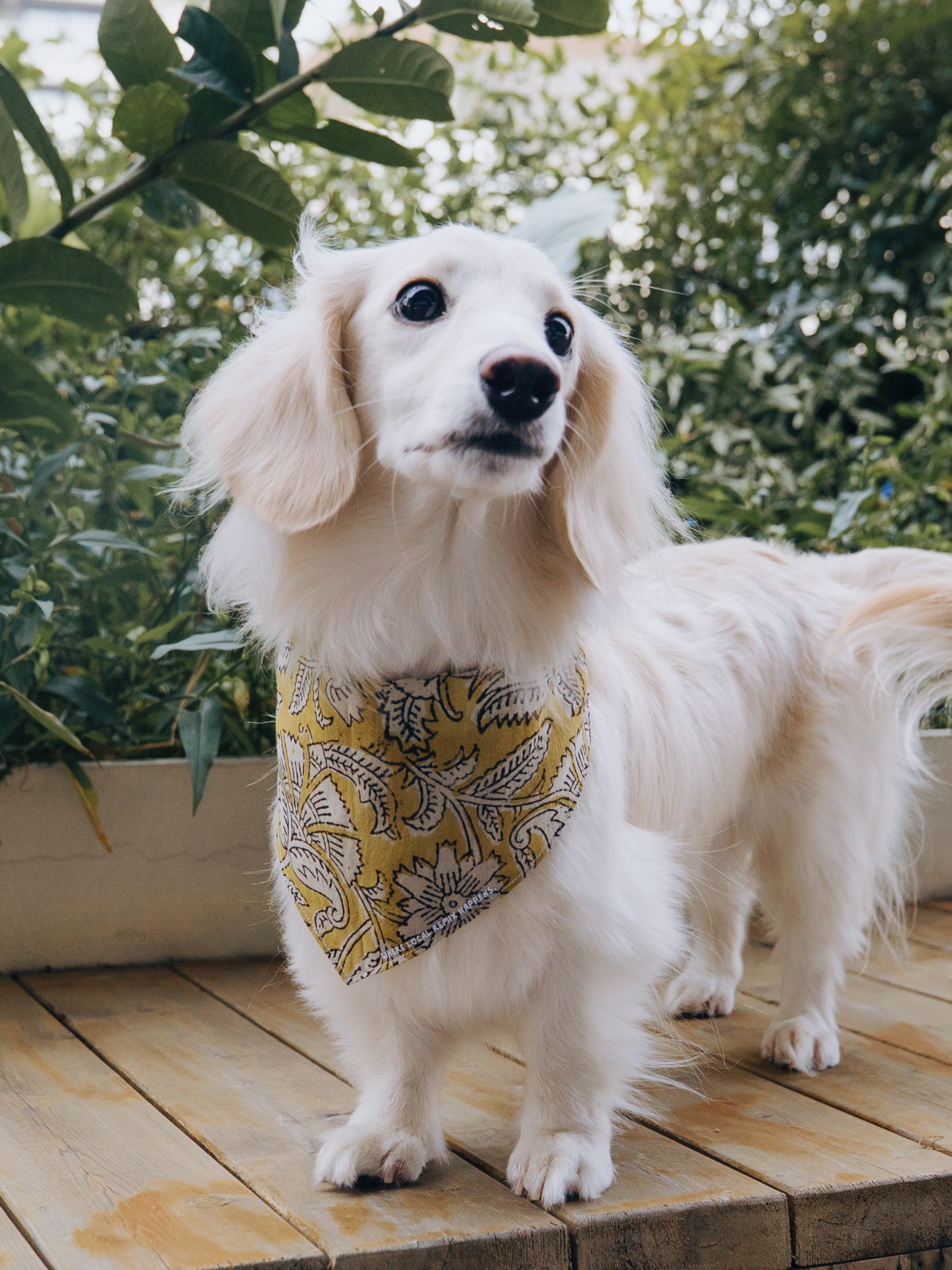 White dachshund wearing a Local Remix Series block print Indian cotton bandana, front view while looking to the side