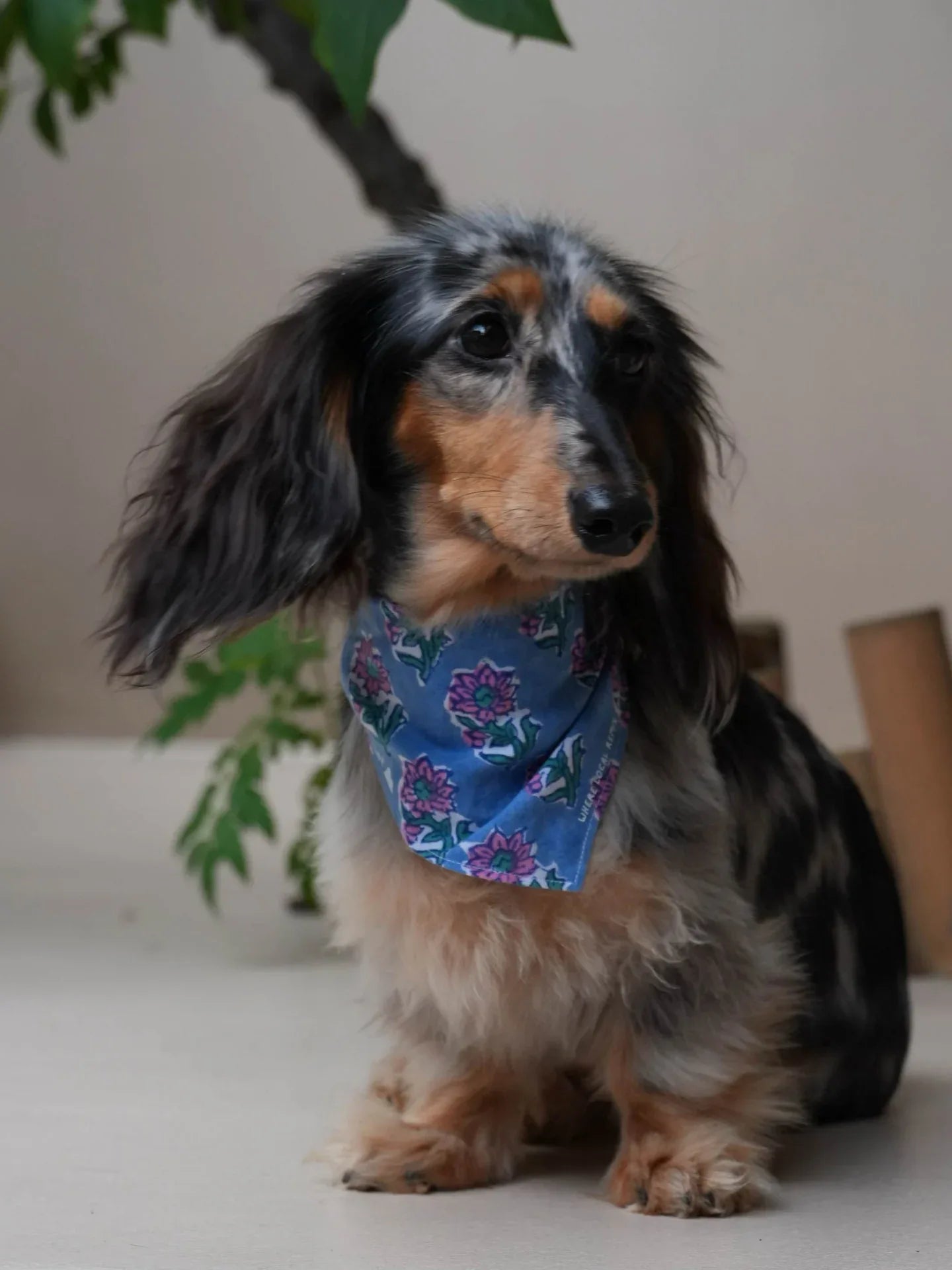 Front closeup of dachshund wearing Local Remix Series Block Print Indian Cotton Bandana Blue Buti