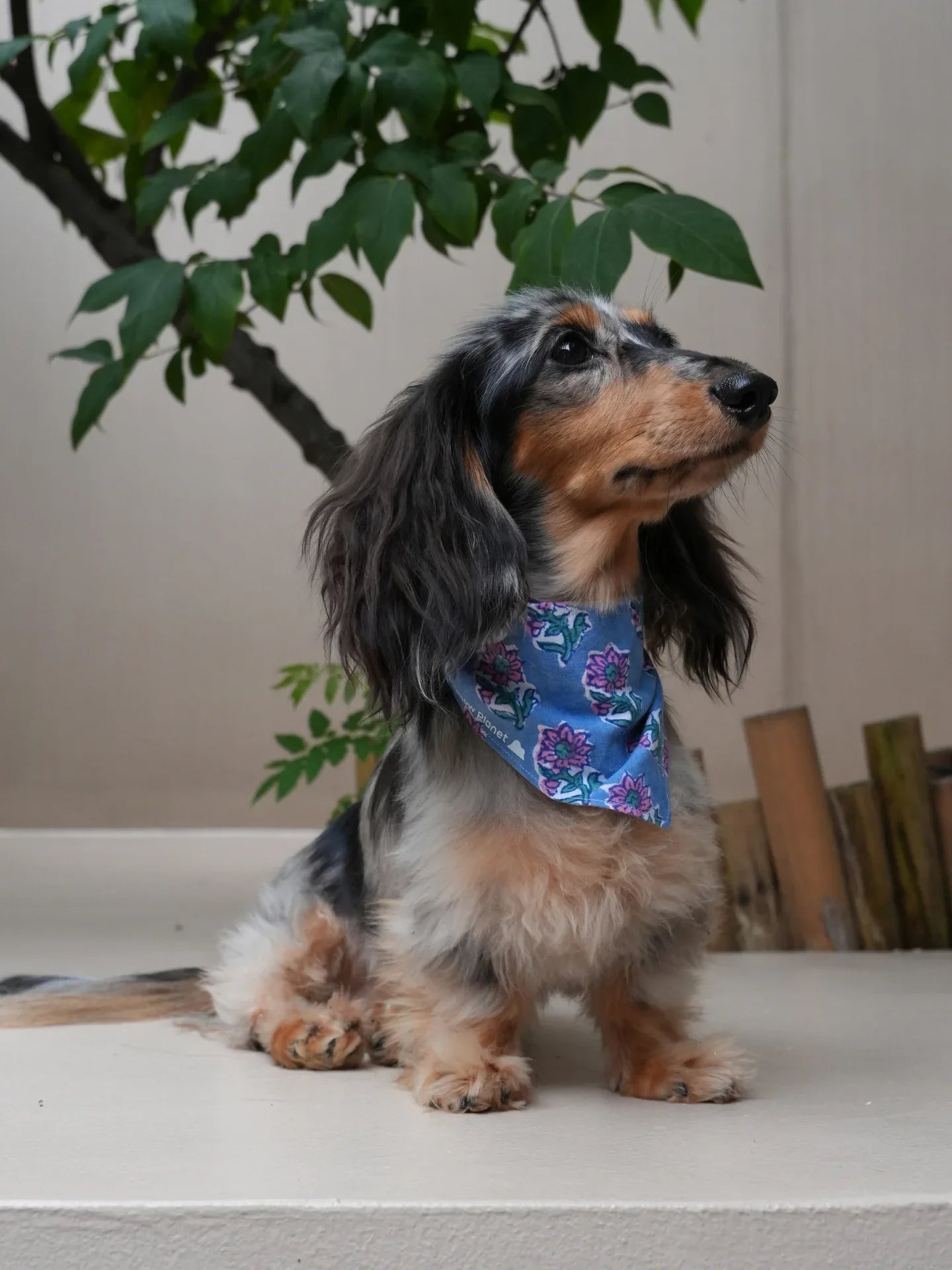 Dachshund wearing Local Remix Series Block Print Indian Cotton Bandana in Blue Buti pattern, full body view