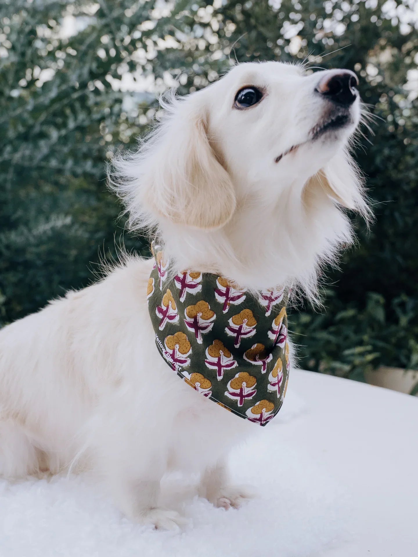 Front view of white dachshund wearing Olive Harmony Block Print Indian Cotton dog bandana