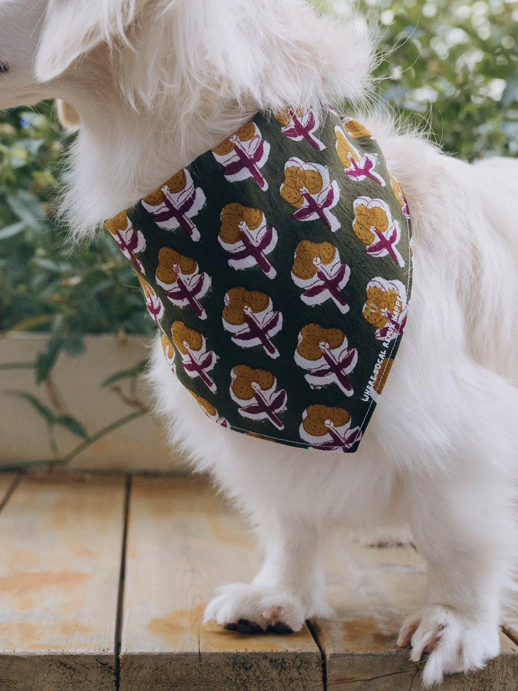 White dachshund wearing Olive Harmony Local Remix Series Block Print Indian Cotton dog bandana, neck closeup view