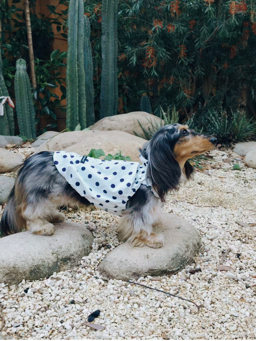 Long-haired dog lying down outdoors while wearing the Oasis Polka Dot UV Cooling Pet Tank in White, made for breathable sunny-day comfort.