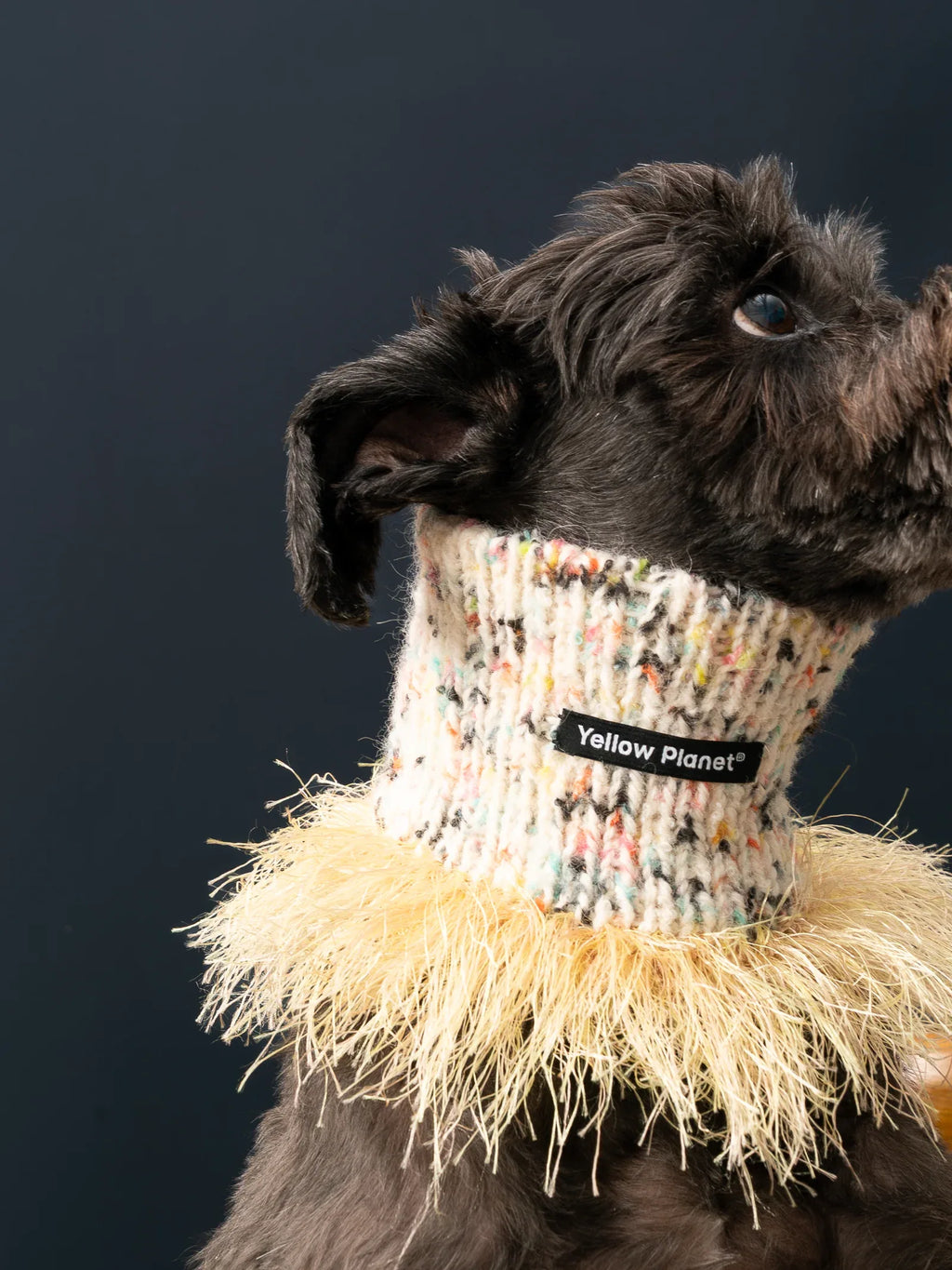 A Miniature Schnauzer modeling the high-neck "Duality" wool snood, showcasing the vibrant yellow fringe tassels.