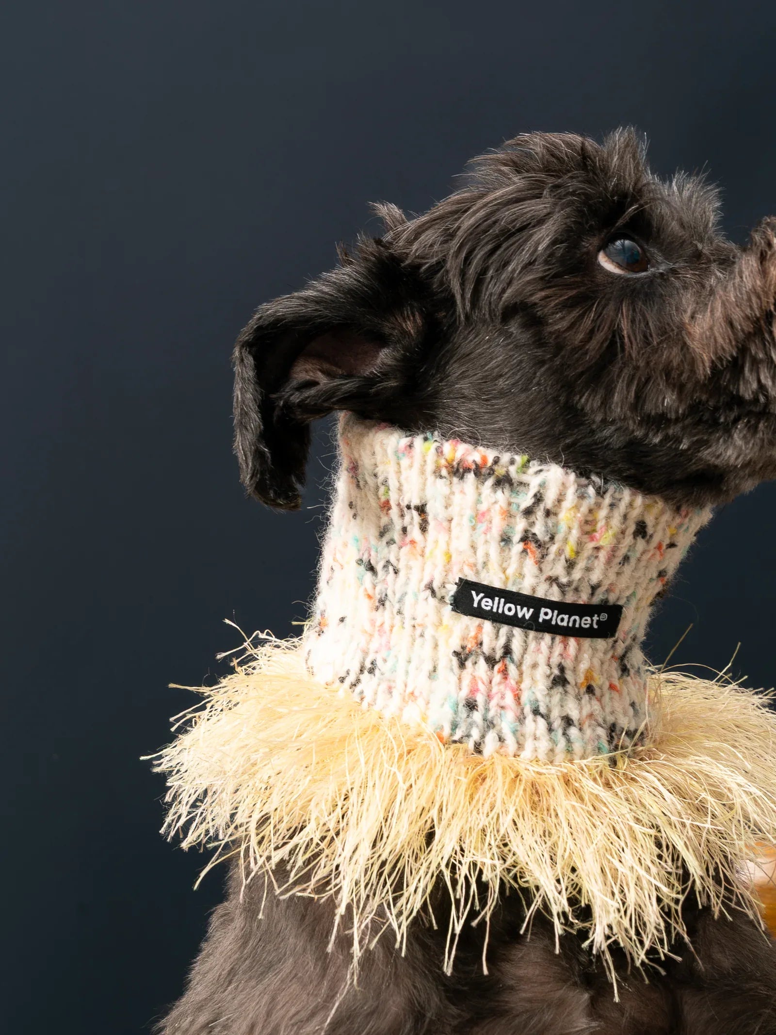 A Miniature Schnauzer modeling the high-neck "Duality" wool snood, showcasing the vibrant yellow fringe tassels.