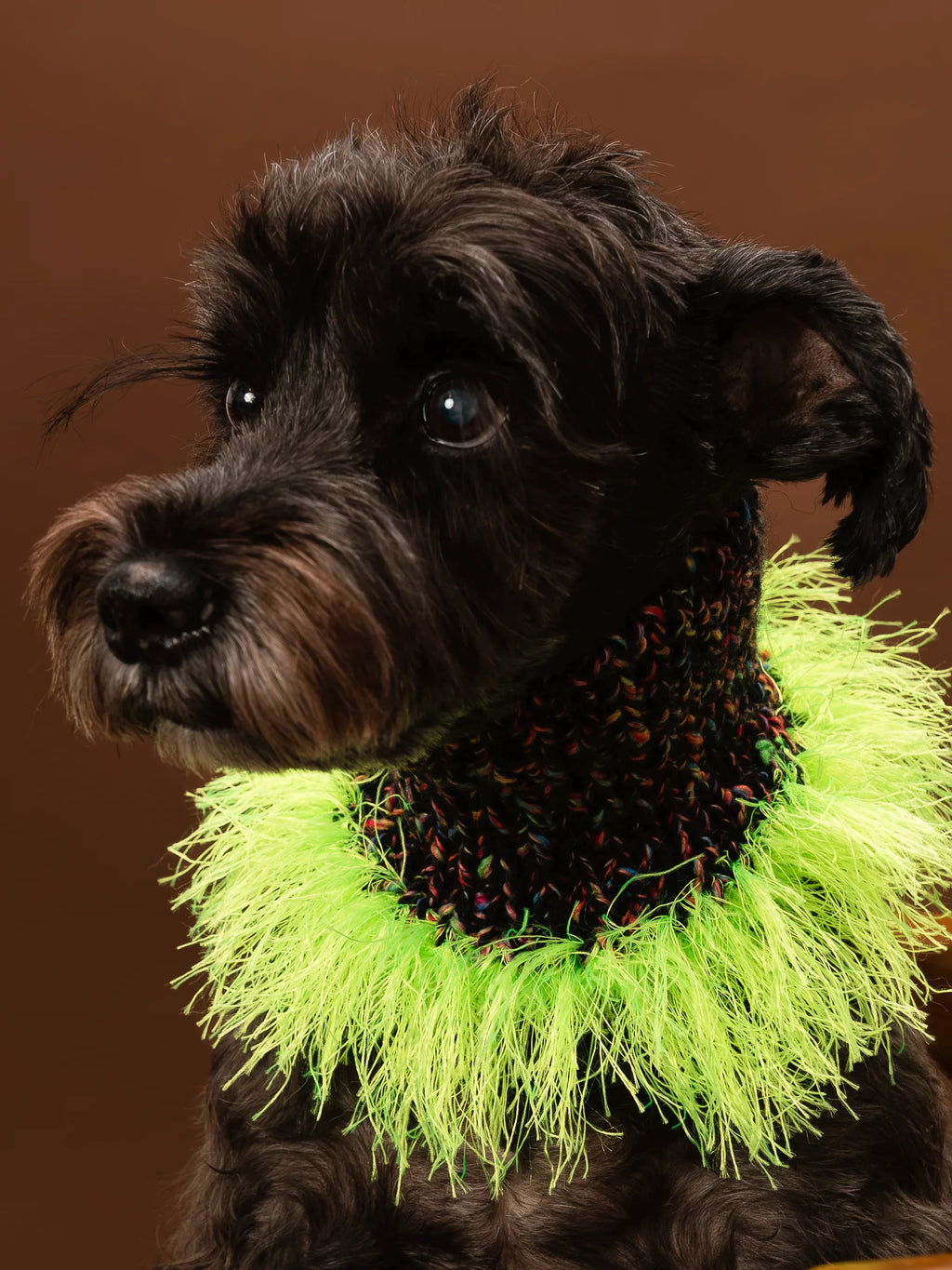 A Miniature Schnauzer modeling the high-neck "Duality" wool snood, showcasing the striking neon green fringe tassels.