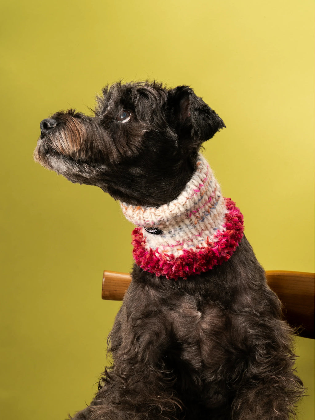 Close-up of a Miniature Schnauzer wearing the high-neck Blossom-2 luxe snood, highlighting the rich wine red fringe and cream wool texture.