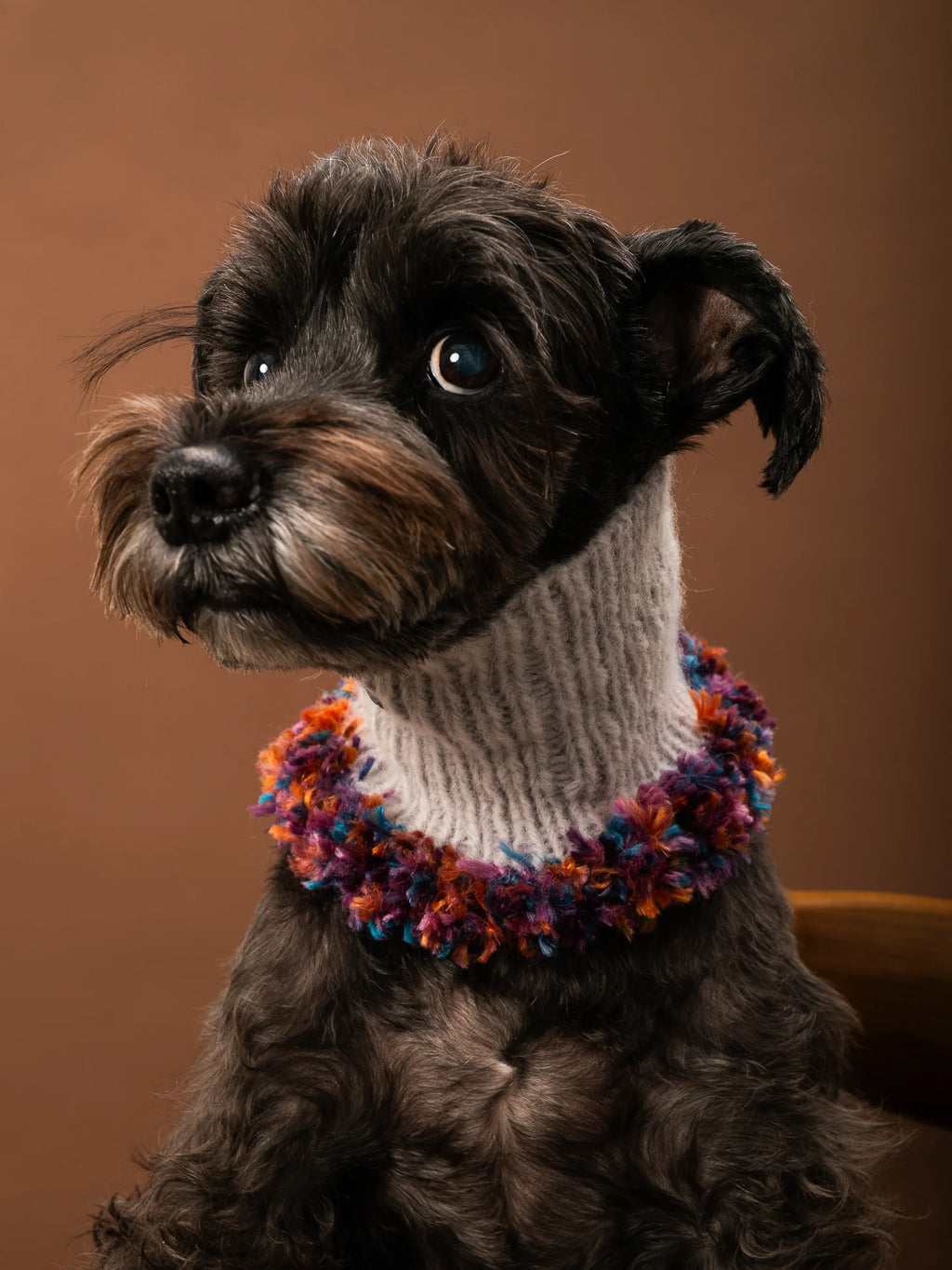 Front view of a Miniature Schnauzer wearing the high-neck Blossom-1 luxe snood, highlighting the artistic multi-color fringe and speckled wool texture.
