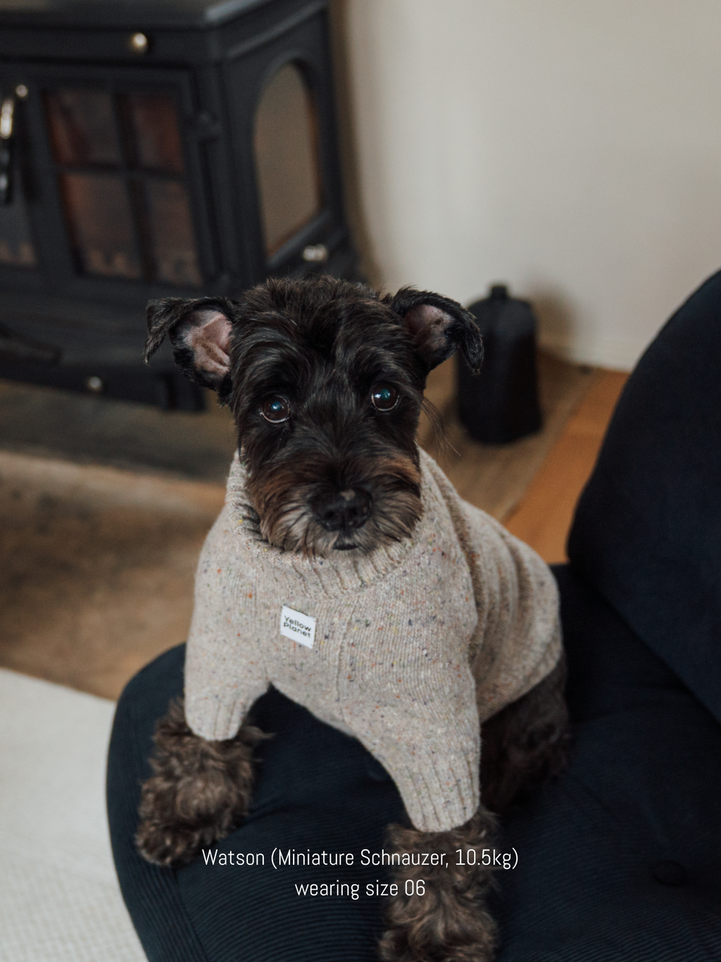 Mini Schnauzer wearing the elegant and warm Confetti Cream alpaca-wool tweed sweater, ideal for winter style.
