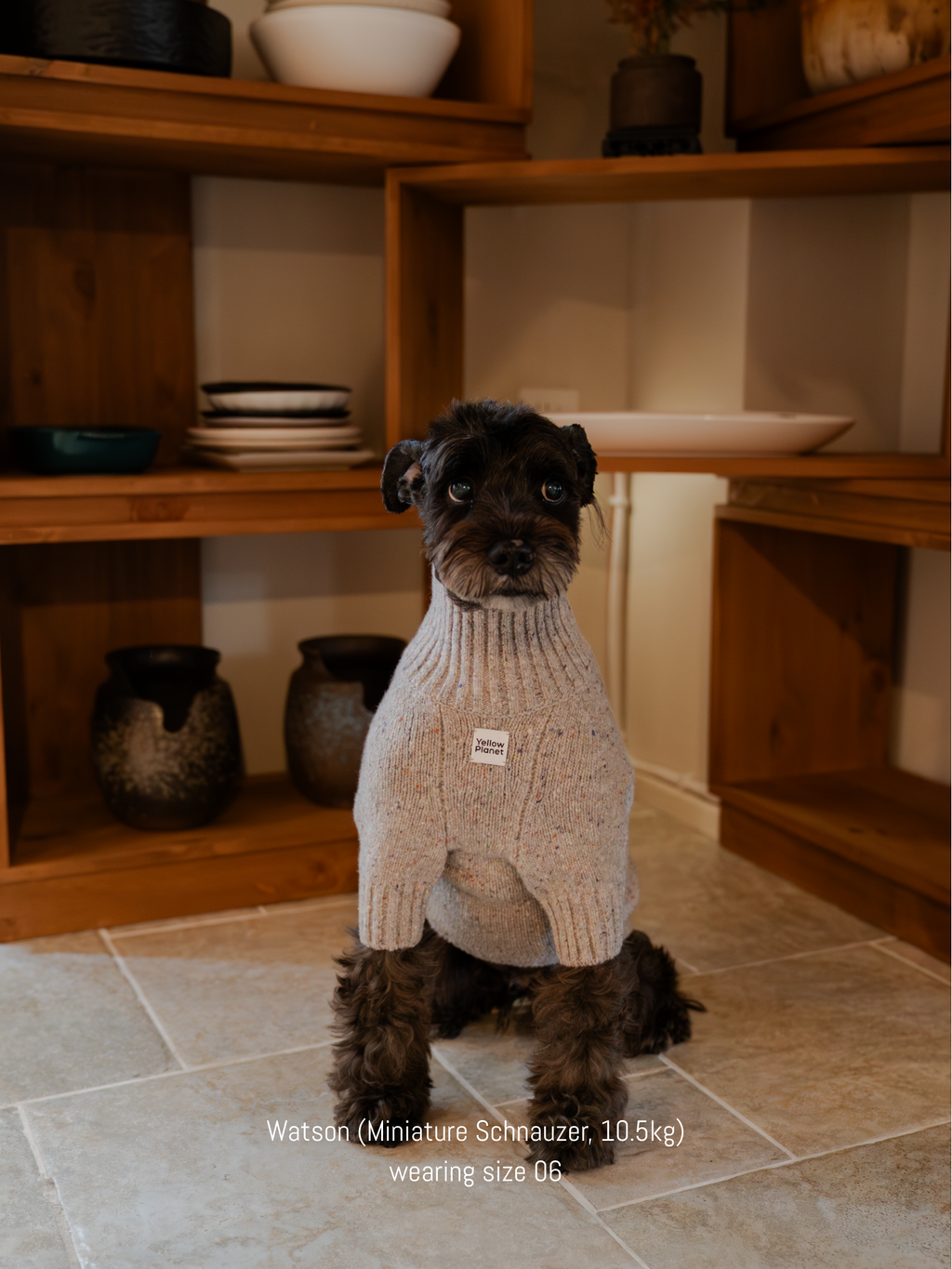 Mini Schnauzer wearing the elegant and warm Confetti Cream alpaca-wool tweed sweater, ideal for winter style.