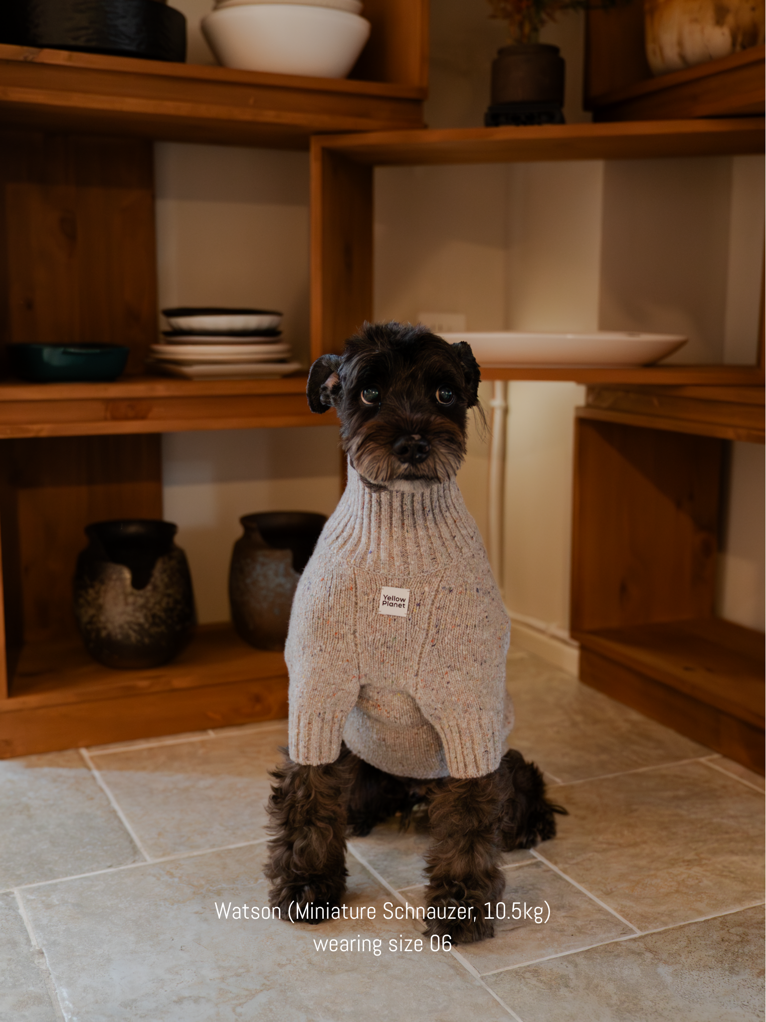 Mini Schnauzer wearing the elegant and warm Confetti Cream alpaca-wool tweed sweater, ideal for winter style.