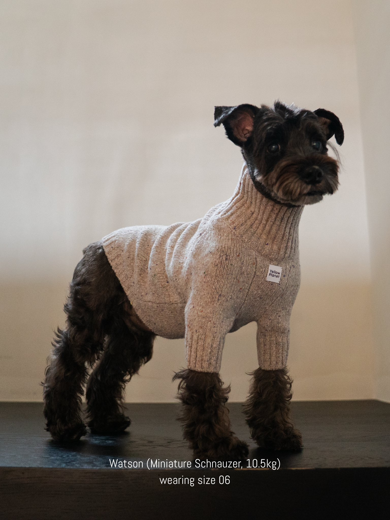 Mini Schnauzer wearing the elegant and warm Confetti Cream alpaca-wool tweed sweater, ideal for winter style.