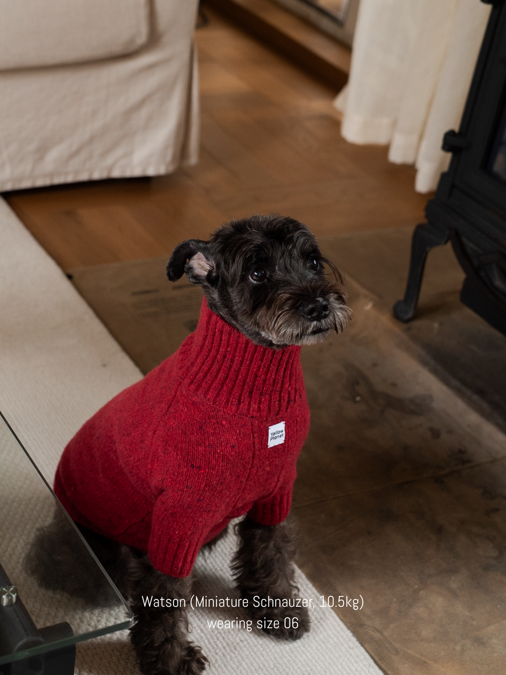 Black Mini Schnauzer wearing the elegant Mulled Wine alpaca-wool sweater, achieving a dapper gentleman dog look.