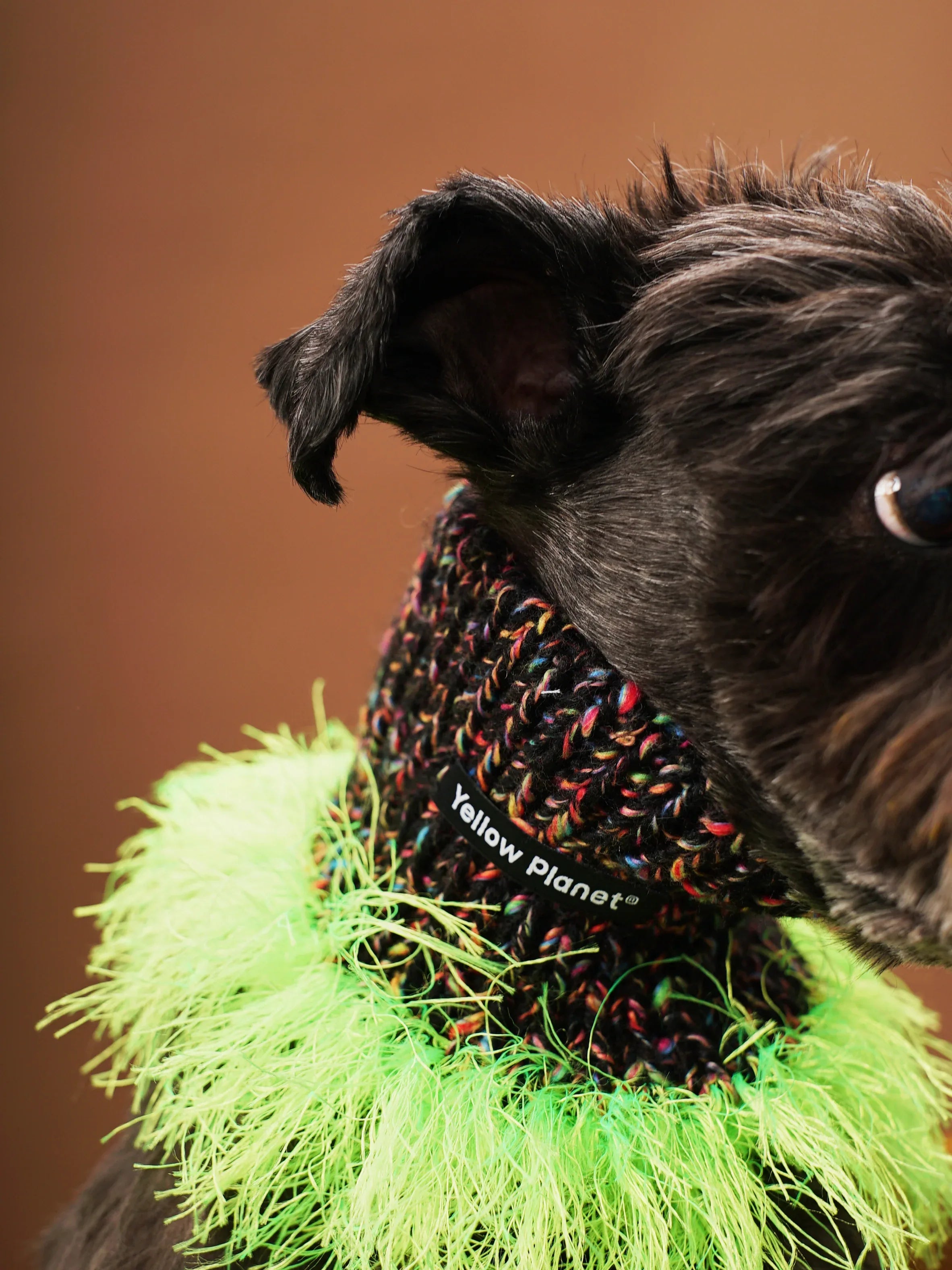 Side profile of a black Miniature Schnauzer wearing the HANABI and neon green hand-knitted fashion snood against a brown background.