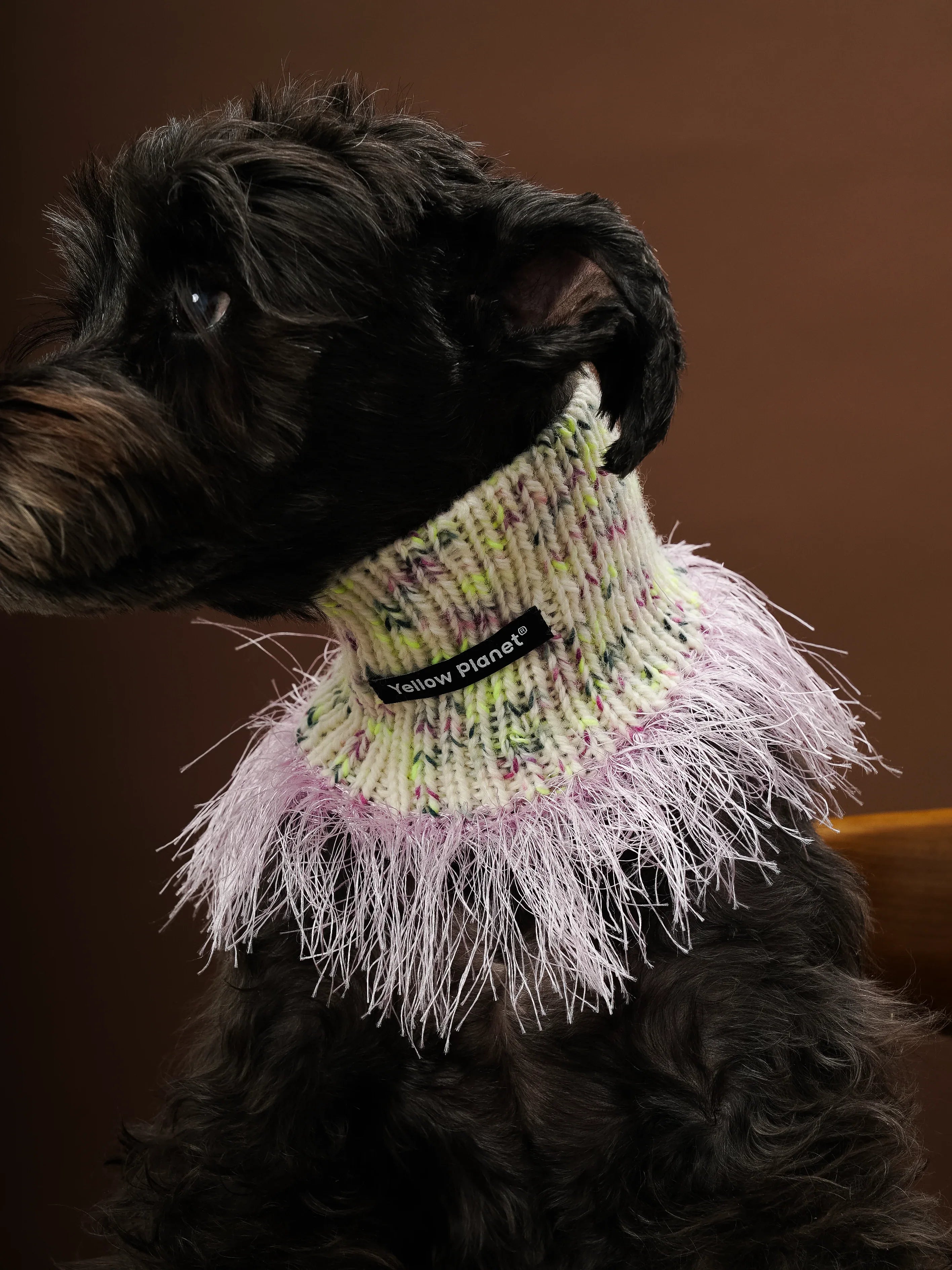 Side view of a black Miniature Schnauzer wearing the off-white and purple hand-knitted fashion snood against a brown background.