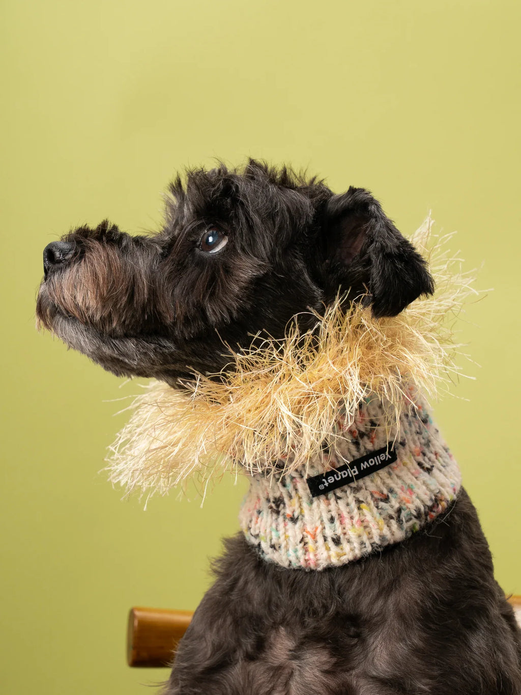 Side profile of a black Miniature Schnauzer wearing the cream and yellow hand-knitted fashion snood against a green background.