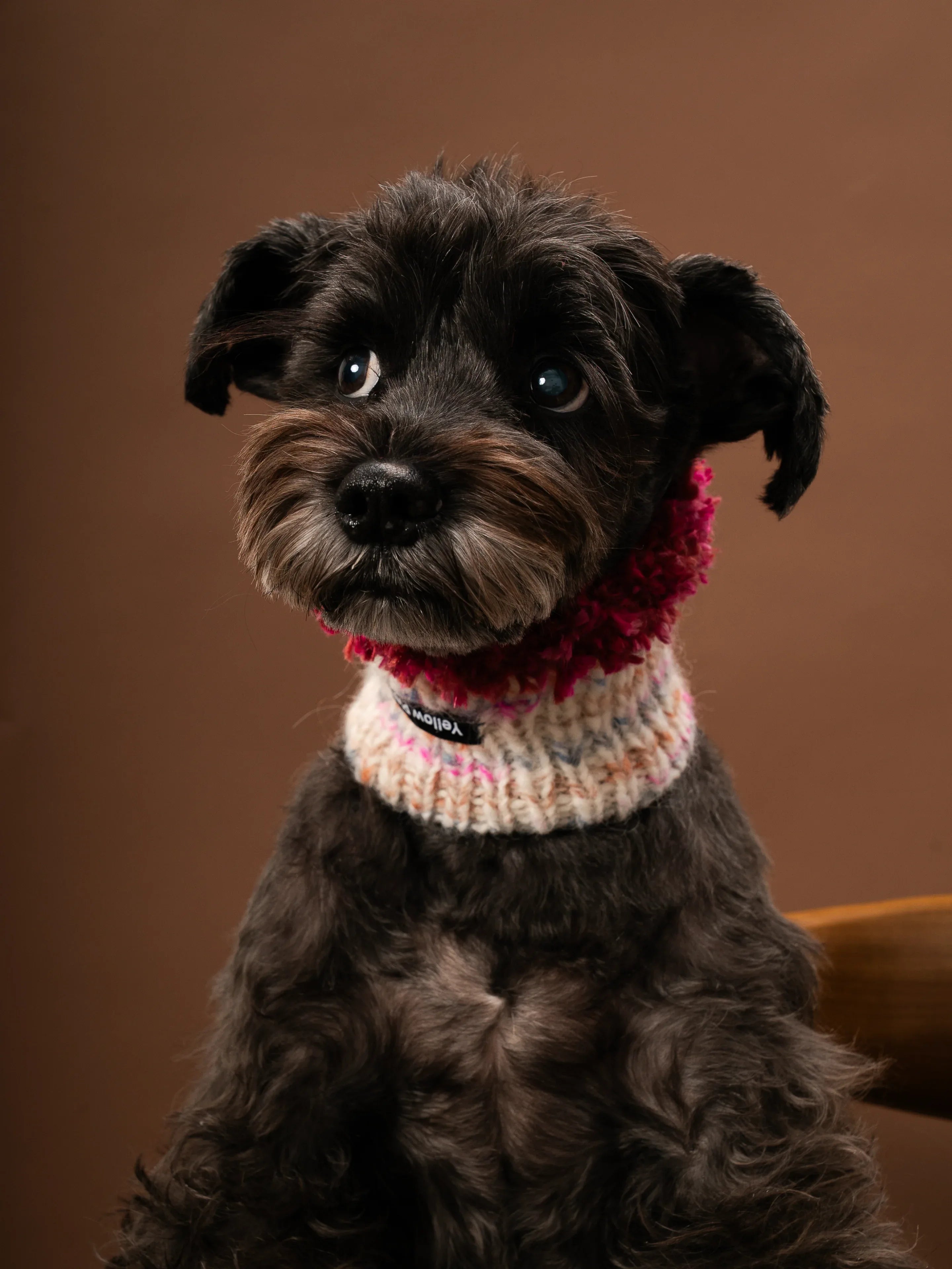 A black Miniature Schnauzer modeling the Blossom-2 cream speckled wool snood with deep wine red fringe against a brown background.