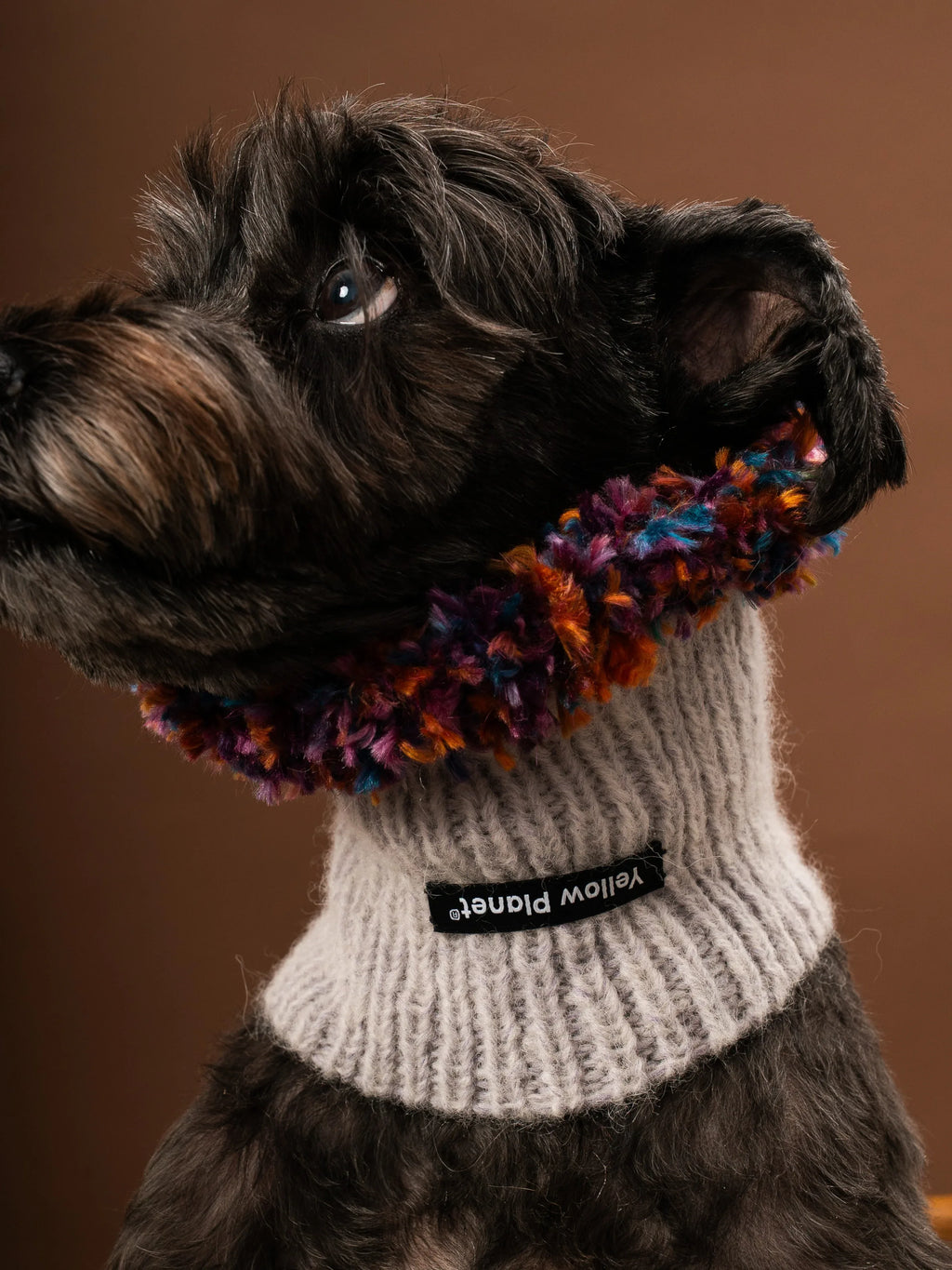 A black Miniature Schnauzer modeling the Blossom-1 light gray speckled wool snood with vibrant multi-colored fringe against a brown background.