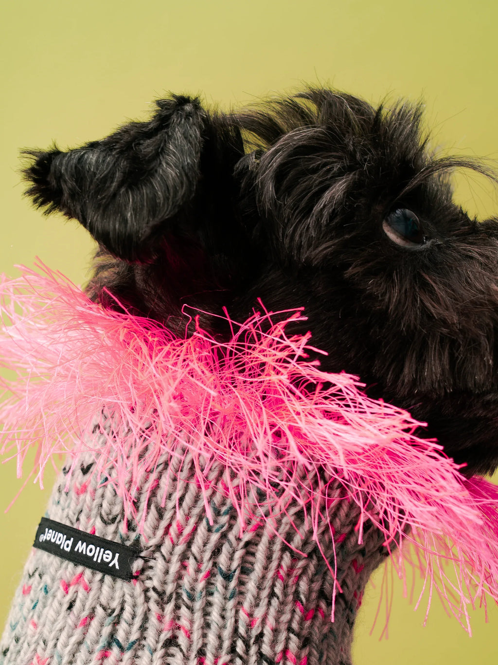 A Miniature Schnauzer modeling the gray speckled and neon pink hand-knitted fashion snood against a green background.