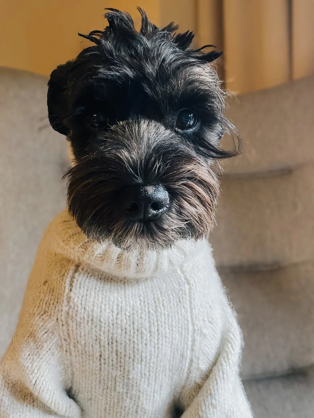 A black Miniature Schnauzer modeling the Milk Tweed alpaca wool sweater for a cozy winter look.