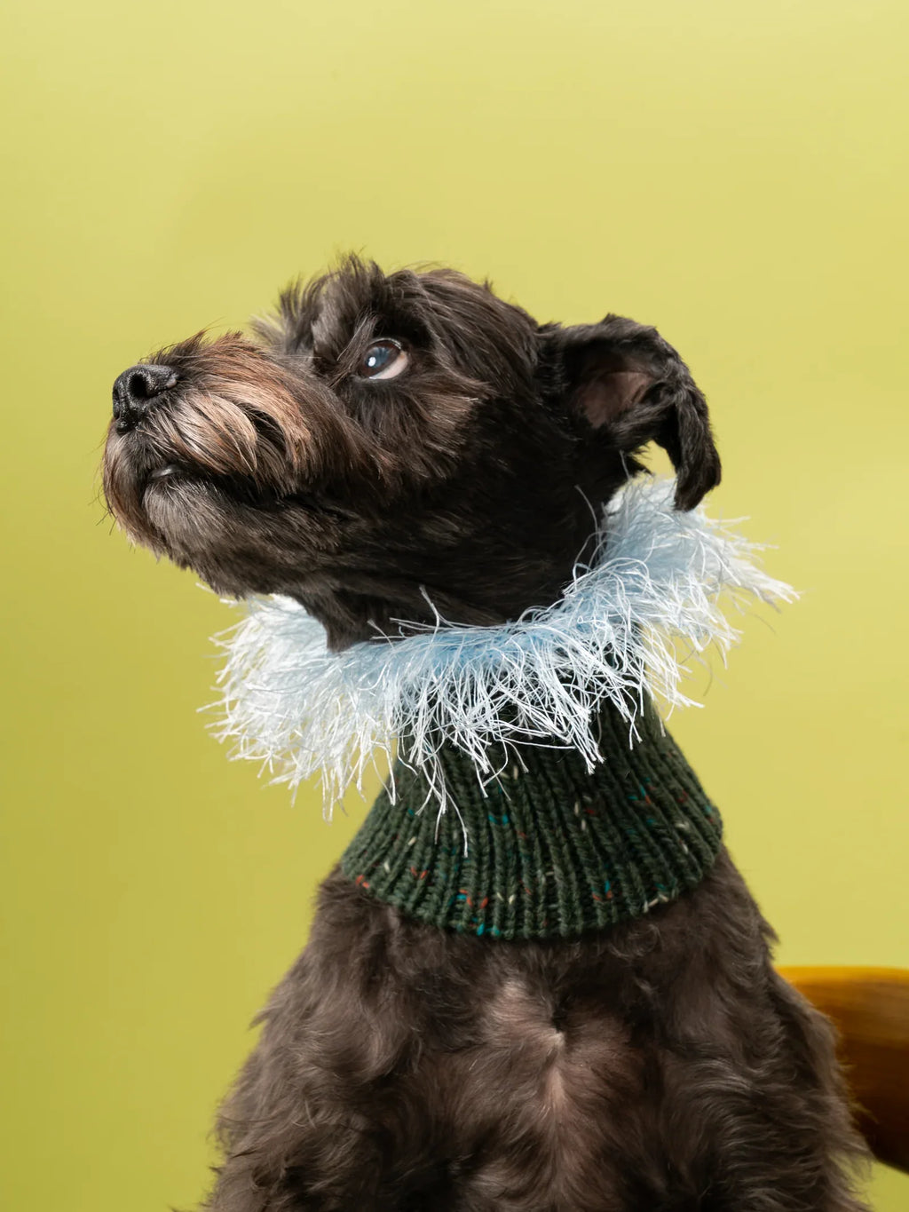 A black Miniature Schnauzer wearing the olive green and light blue hand-knitted fashion snood against a green background.