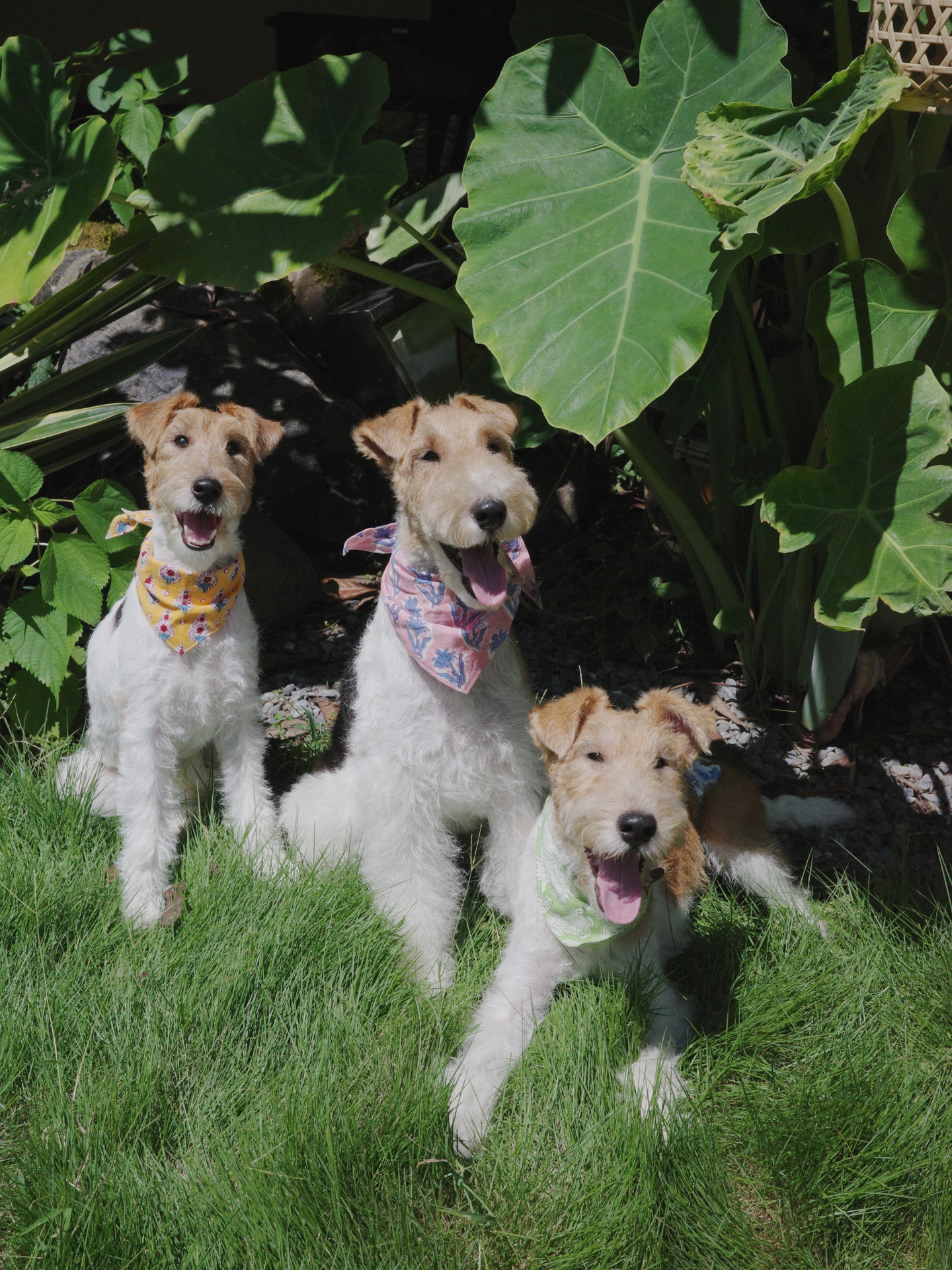 White dachshund wearing a Mughal Grace block print Indian cotton bandana outdoors