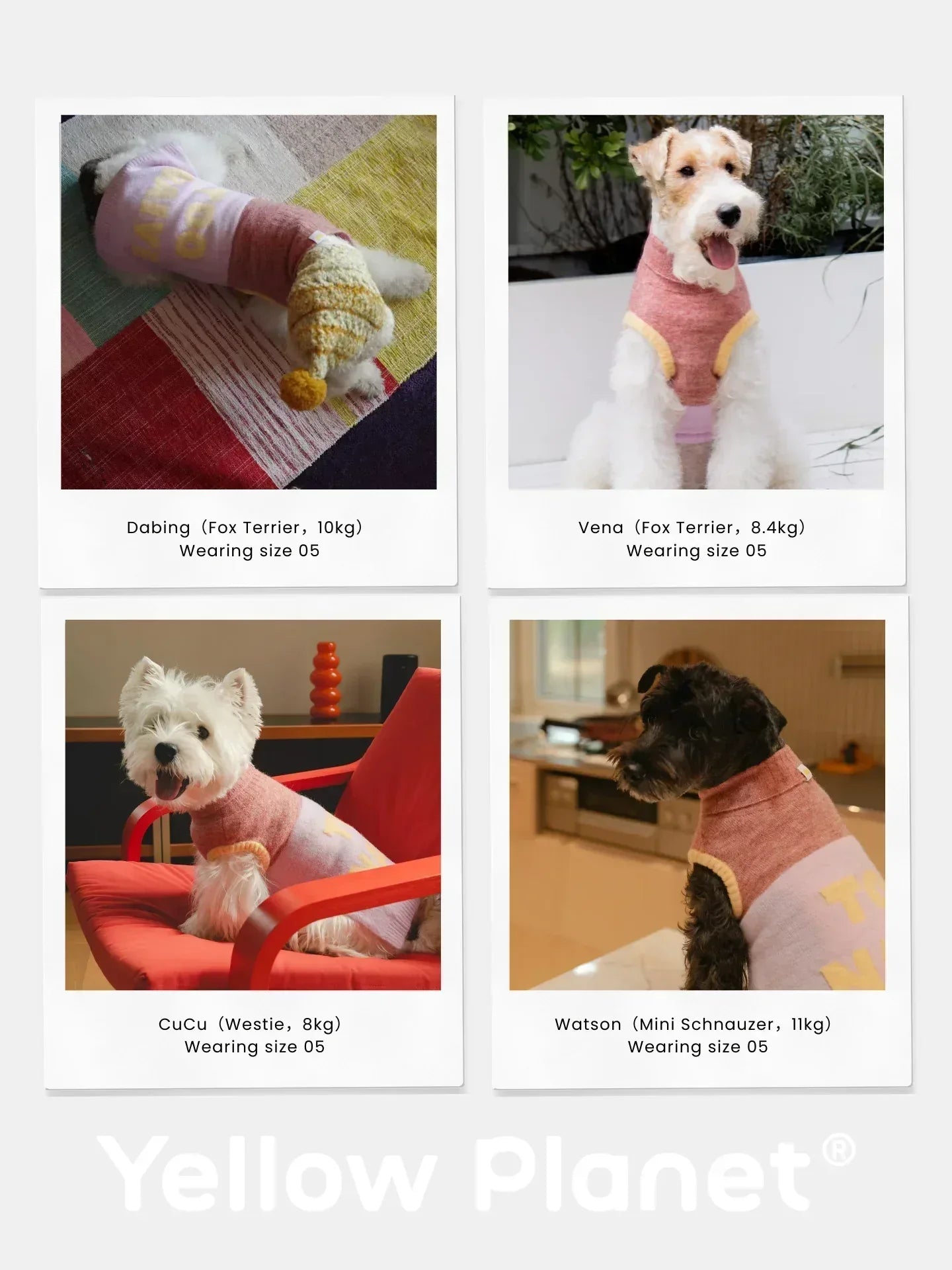 A collage featuring a Dachshund, Yorkshire Terrier, Westie, and Miniature Schnauzer all wearing the "Too Naive" Pink and Butter Yellow vest.