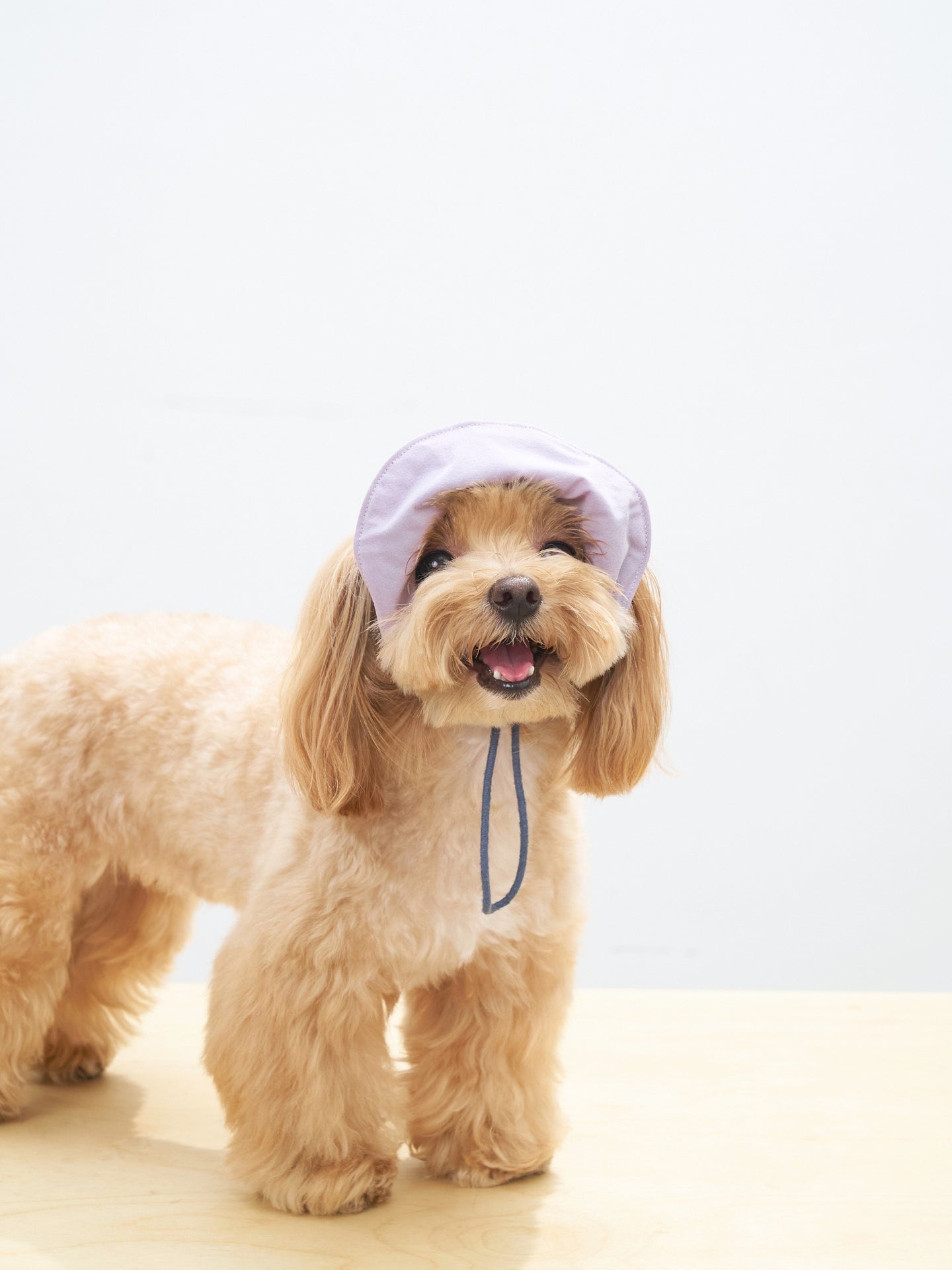 Maltese dog wearing the Oasis 3-in-1 lightweight dog cap in L.Purple & Navy with UV protection and a comfortable head fit.
