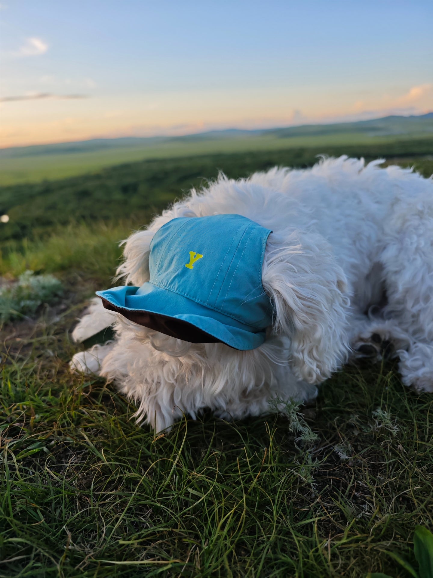 White dog wearing the Oasis 3-in-1 Reversible Lightweight Cap in Sage Green & Coffee, designed with UPF50+ protection and lightweight comfort for outdoor adventures.