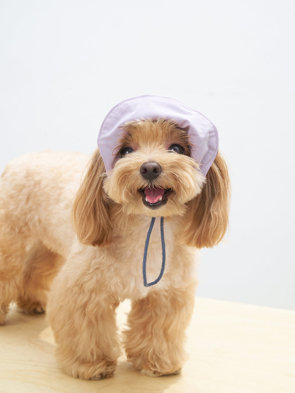 Maltese dog wearing the Oasis 3-in-1 reversible lightweight dog cap in L.Purple & Navy with UPF 50+ sun protection.