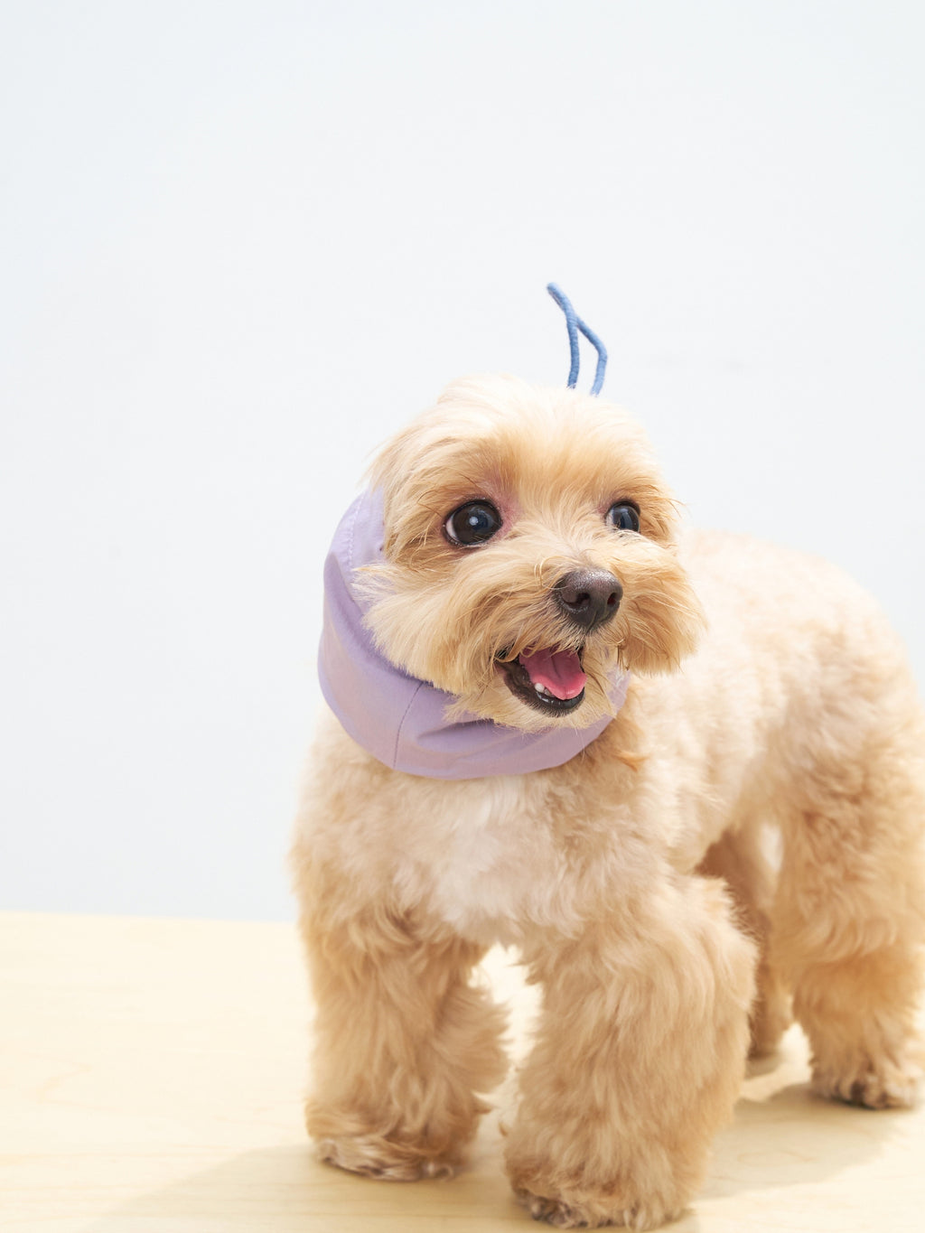 Maltipoo dog wearing the Oasis 3-in-1 Cooling Neck Gaiter in L.Purple & Navy with lightweight comfort and temperature-regulating function.