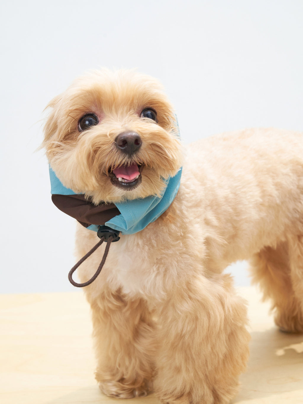 Maltipoo dog wearing the Oasis 3-in-1 Cooling Neck Gaiter in Sage Green & Coffee with lightweight comfort and temperature-regulating function.