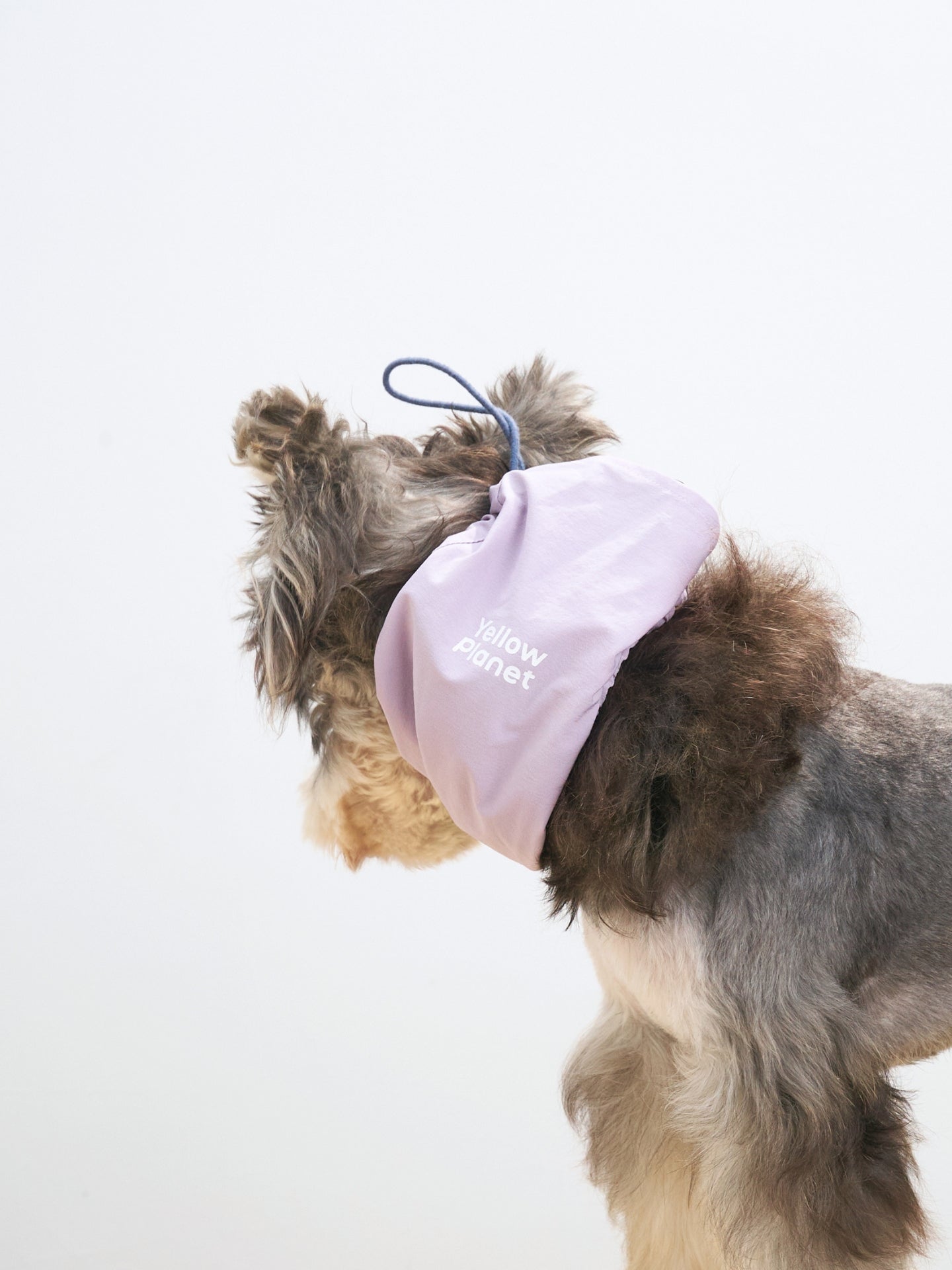 Mini schnauzer wearing the Oasis 3-in-1 Cooling Neck Gaiter in L.Purple & Navy with UPF 50+ protection and an ultra-lightweight feel.