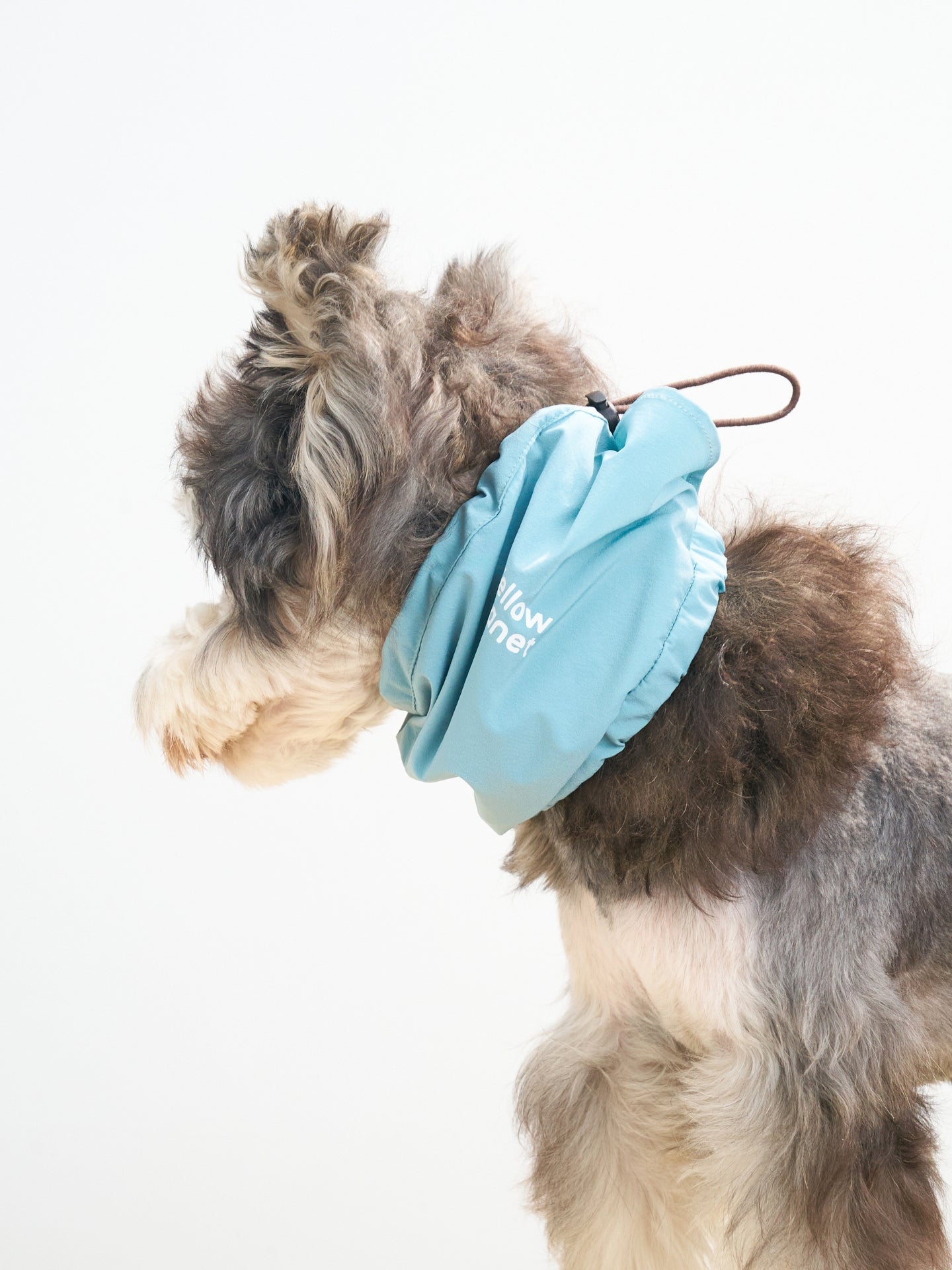 Mini schnauzer wearing the Oasis 3-in-1 Cooling Neck Gaiter in Sage Green & Coffee with UPF 50+ protection and an ultra-lightweight feel.