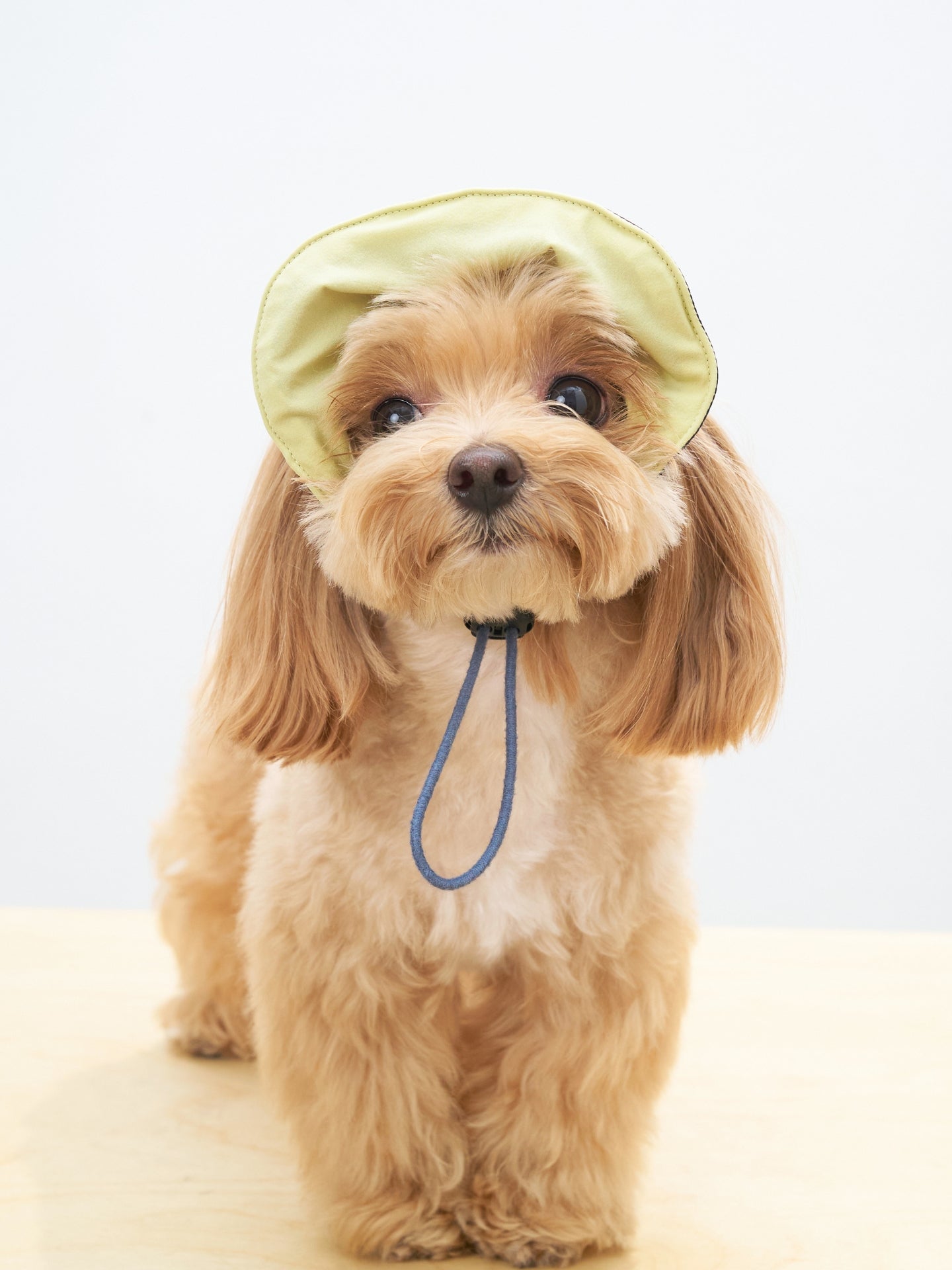 Small dog wearing Oasis 3-in-1 reversible lightweight dog cap in butter yellow with UPF 50+ sun protection