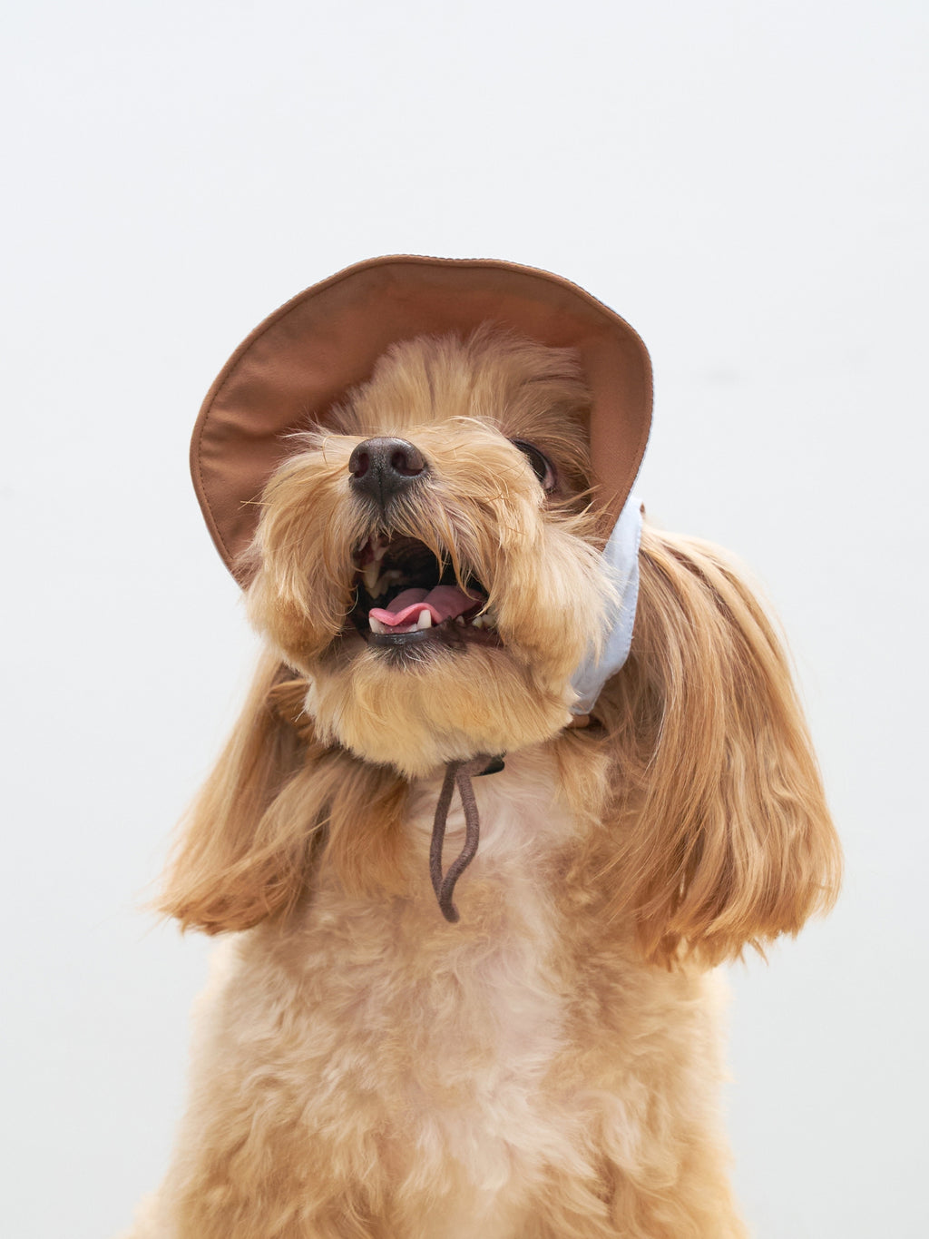 Small dog wearing Oasis 3-in-1 reversible lightweight dog cap in light brown with UPF 50+ sun protection