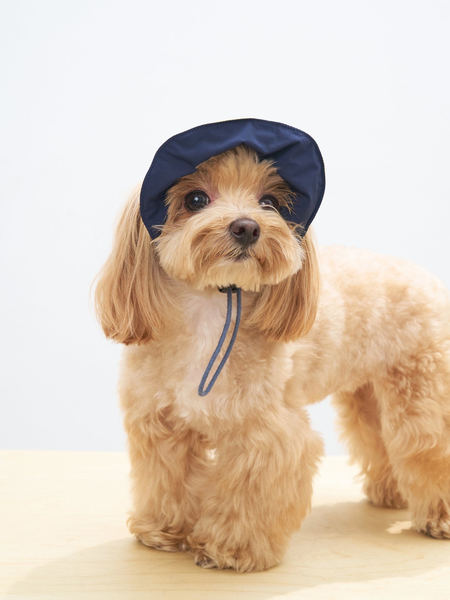 Small brown dog wearing navy reversible lightweight dog cap with UV protection