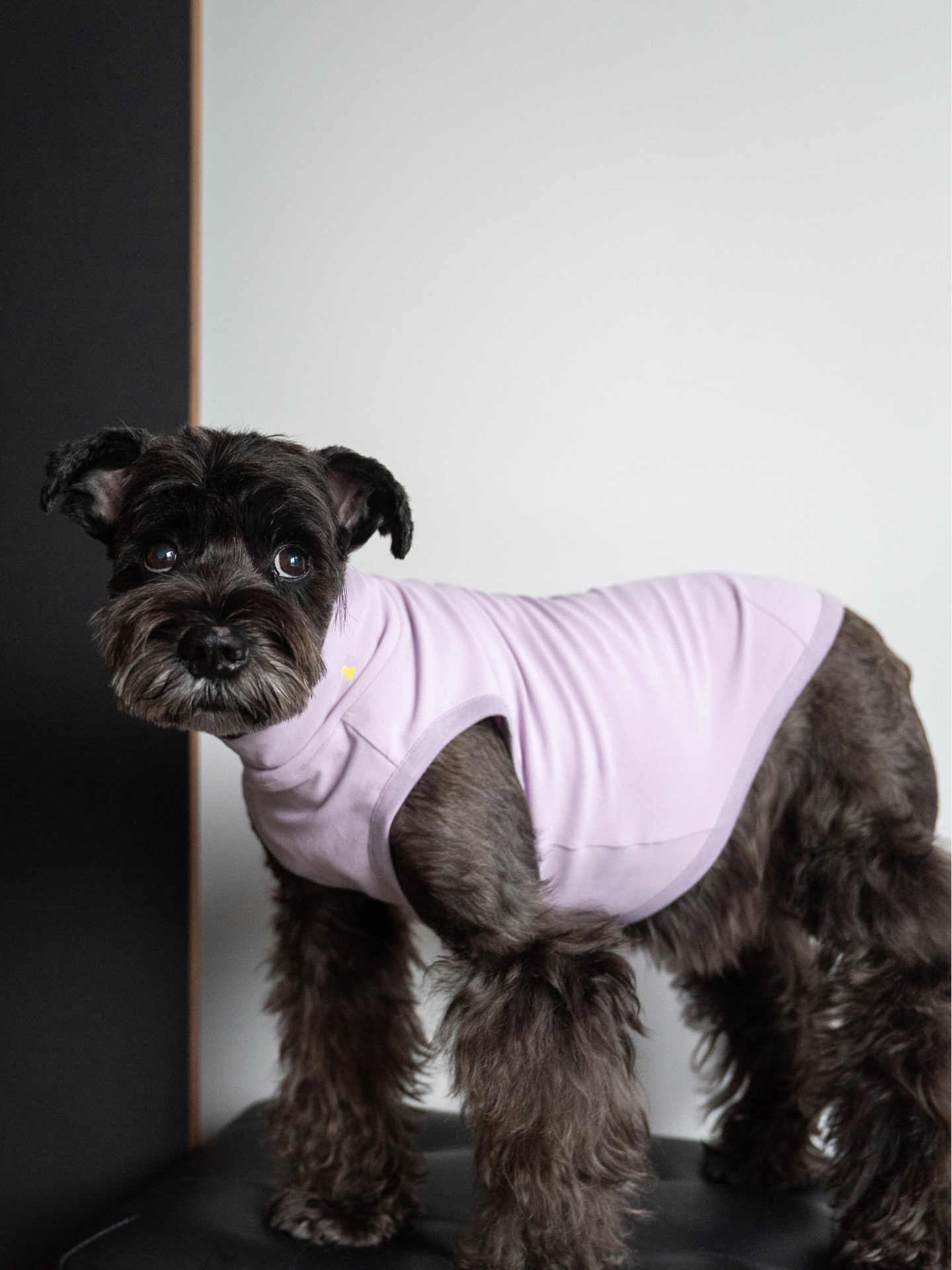 Side view of a Miniature Schnauzer standing while wearing the Oasis Series 5-in-1 UV Protection Quick-Dry Pet Vest in light purple