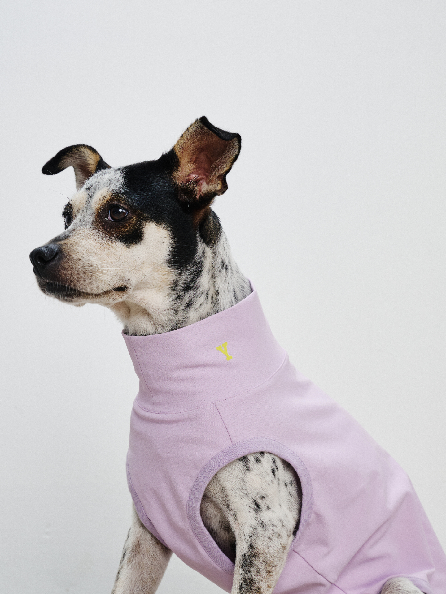 Rat Terrier sitting in a semi side view while wearing the Oasis Series 5-in-1 UV Protection Quick-Dry Pet Vest in light purple