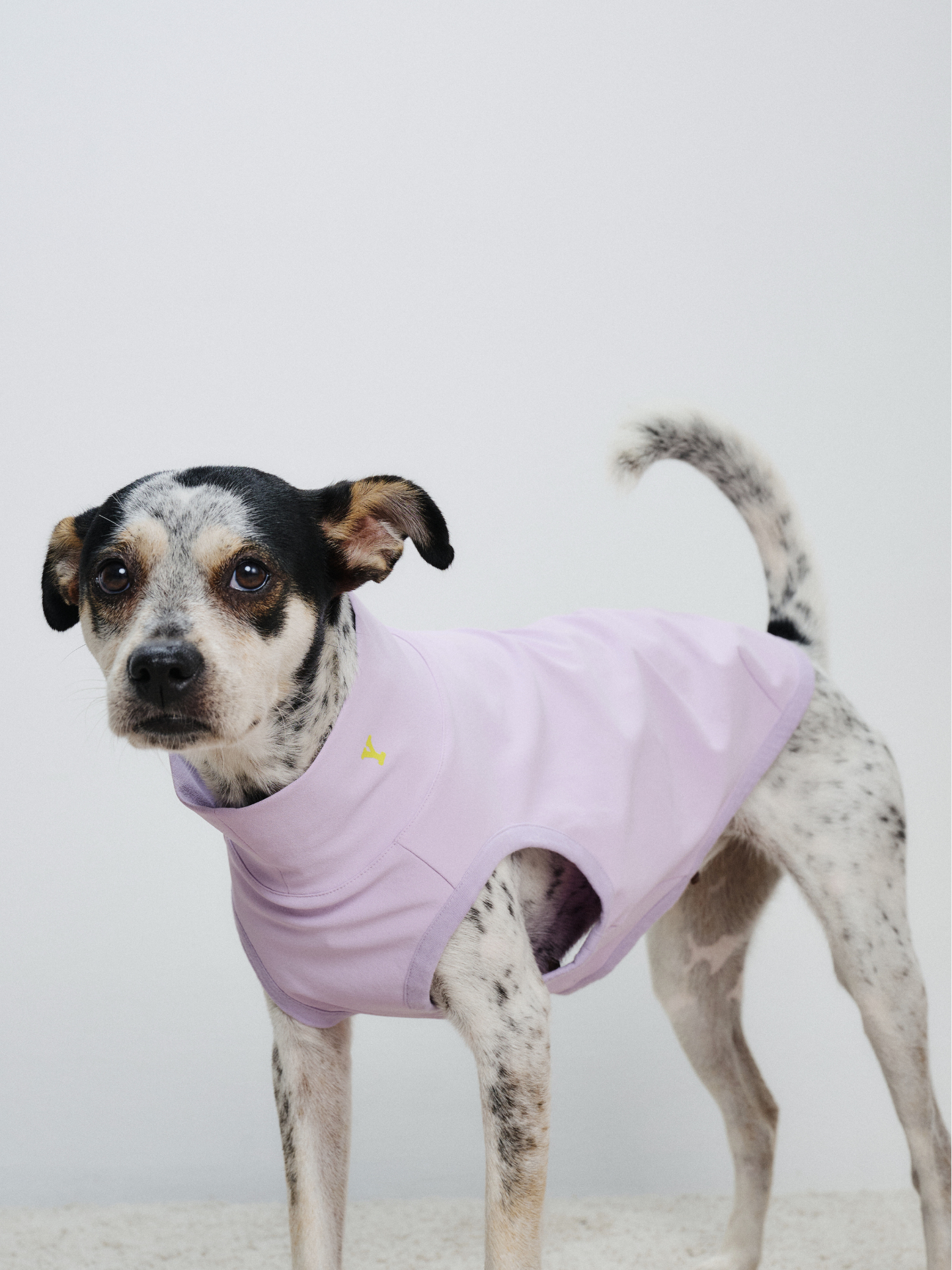 Rat Terrier standing in a semi side view while wearing the Oasis Series 5-in-1 UV Protection Quick-Dry Pet Vest in light purple