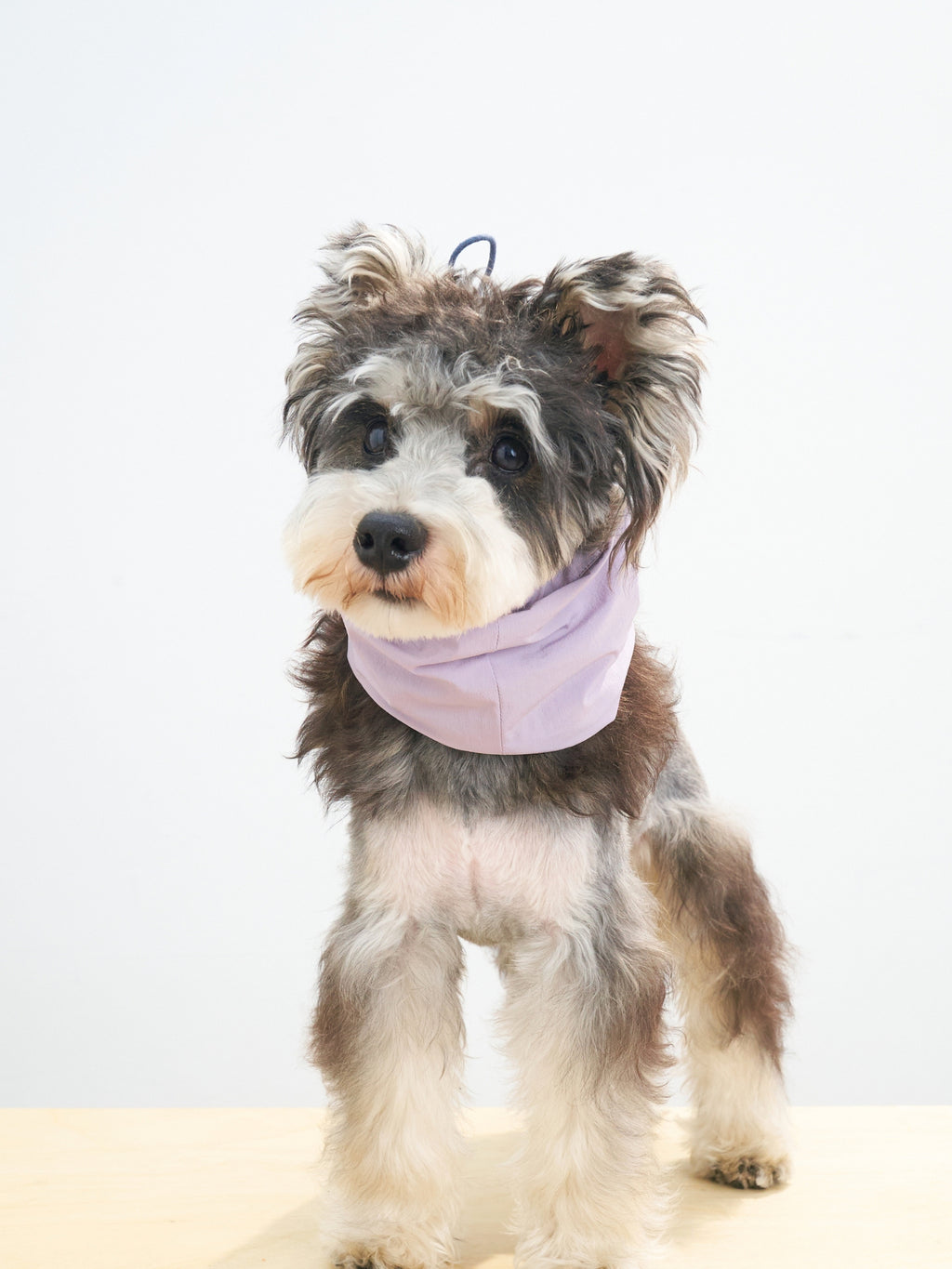 Mini schnauzer wearing the Oasis cooling dog neck gaiter in L.Purple & Navy, made with breathable stretch fabric for a comfortable fit.