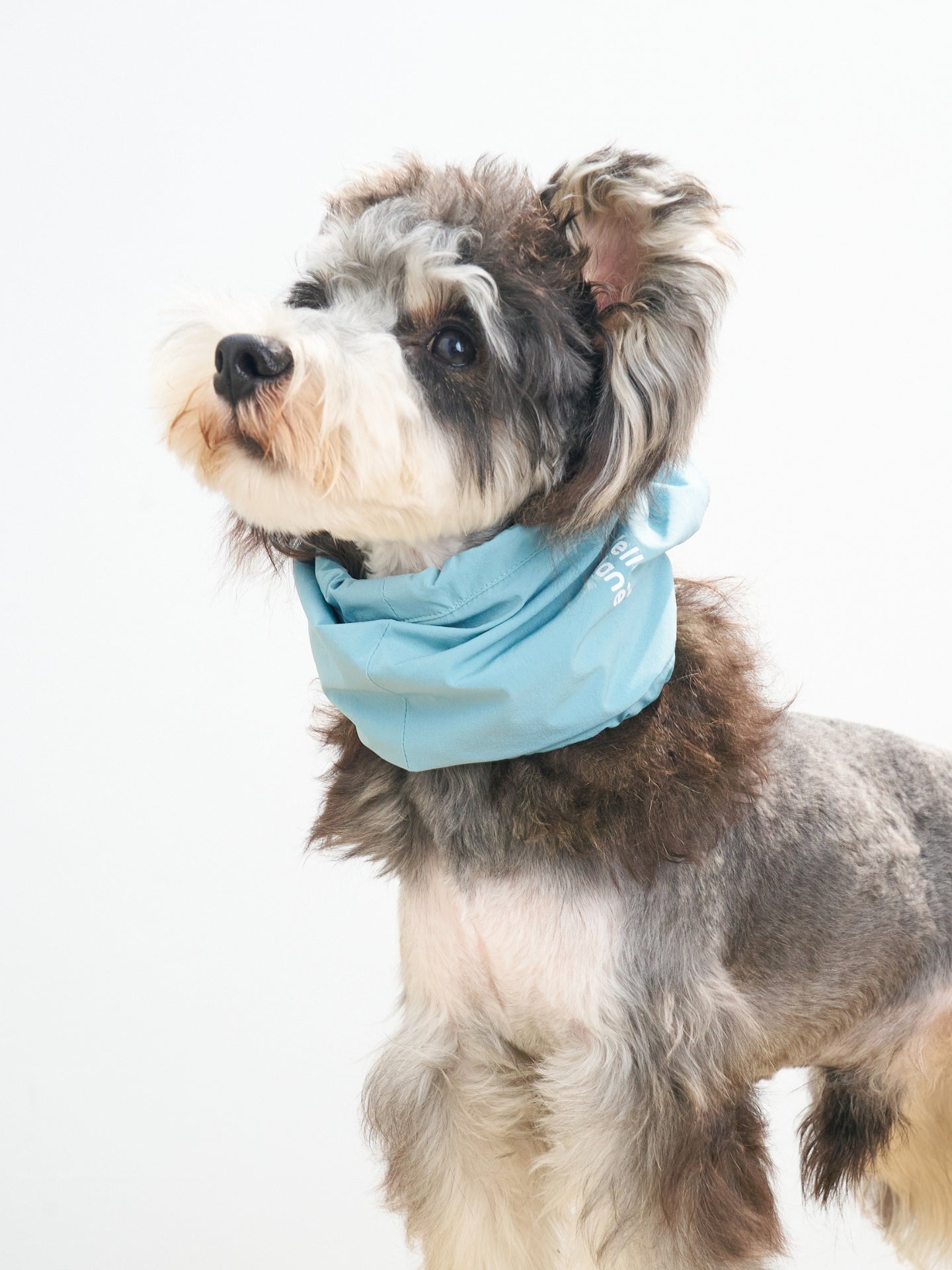 Mini schnauzer wearing the Oasis cooling dog neck gaiter in Sage Green & Coffee, designed with breathable stretch fabric for a comfortable fit.