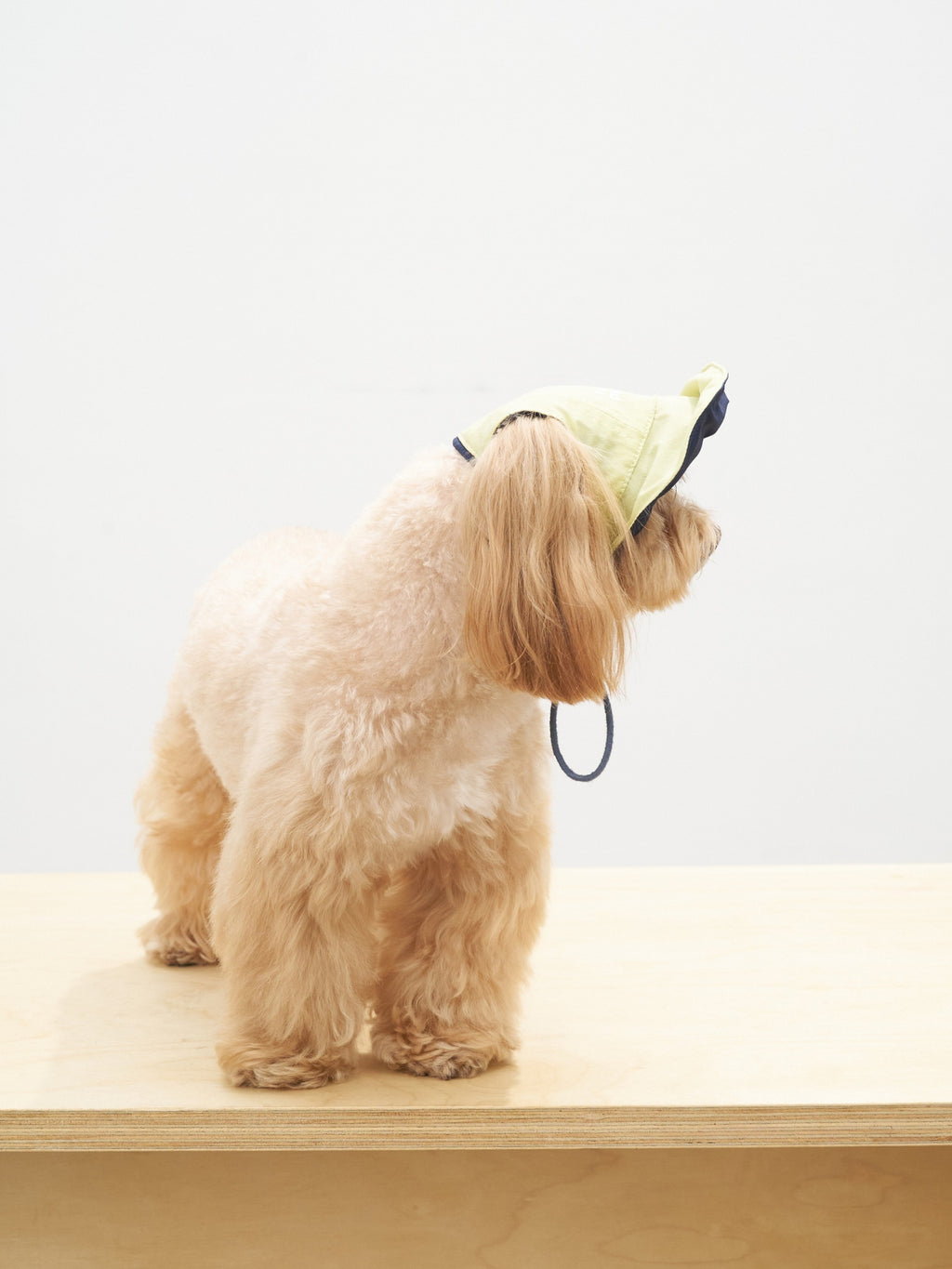 Back side view of small dog wearing butter yellow lightweight pet cap